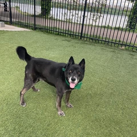 Enlarge Ollie, a ADOPTABLE mixed breed in Edgewater, NJ image 3/4