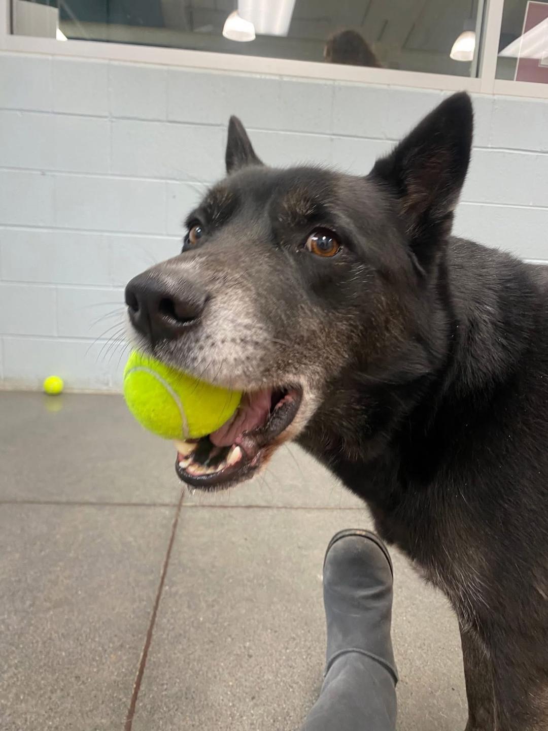 Enlarge Ollie, a ADOPTABLE mixed breed in Edgewater, NJ image 2/4