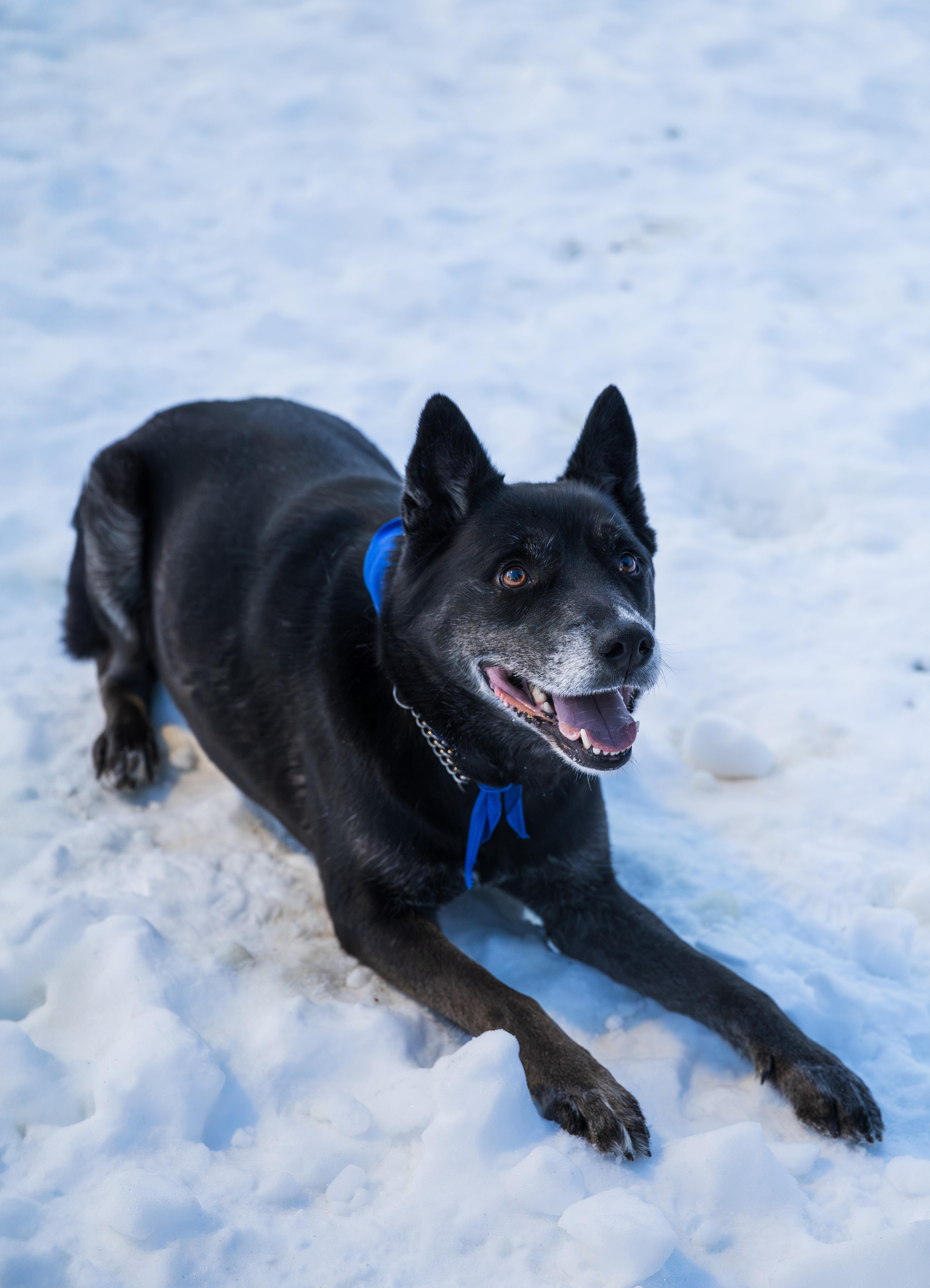 Enlarge Ollie, a ADOPTABLE mixed breed in Edgewater, NJ image 4/5