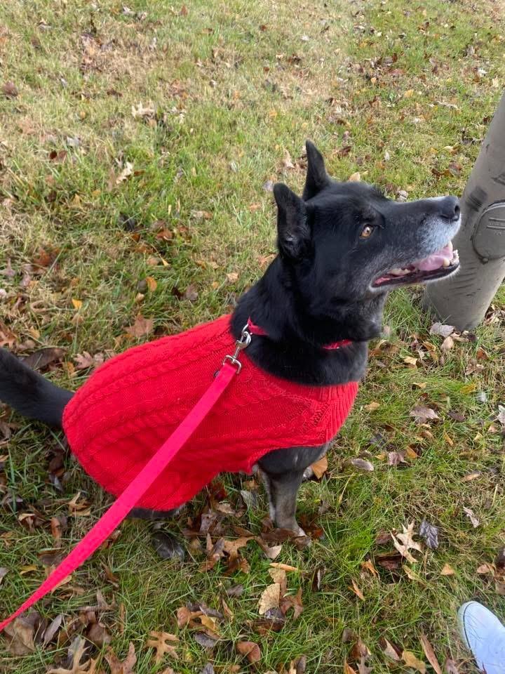 Enlarge Ollie, a ADOPTABLE mixed breed in Edgewater, NJ image 4/5