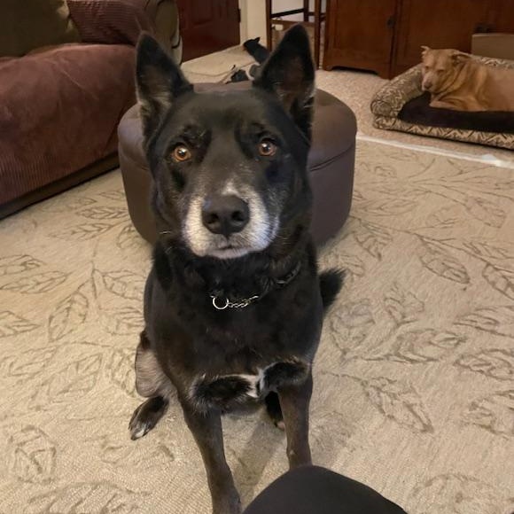 Ollie, ADOPTABLE, Adult Male Canaan Dog & Australian Cattle Dog / Blue Heeler.