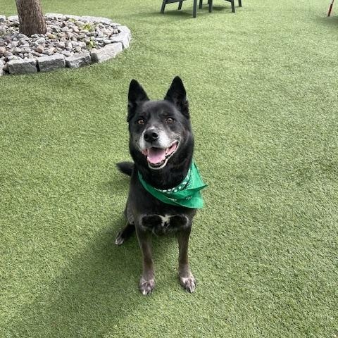 Enlarge Ollie, a ADOPTABLE mixed breed in Edgewater, NJ image 4/4