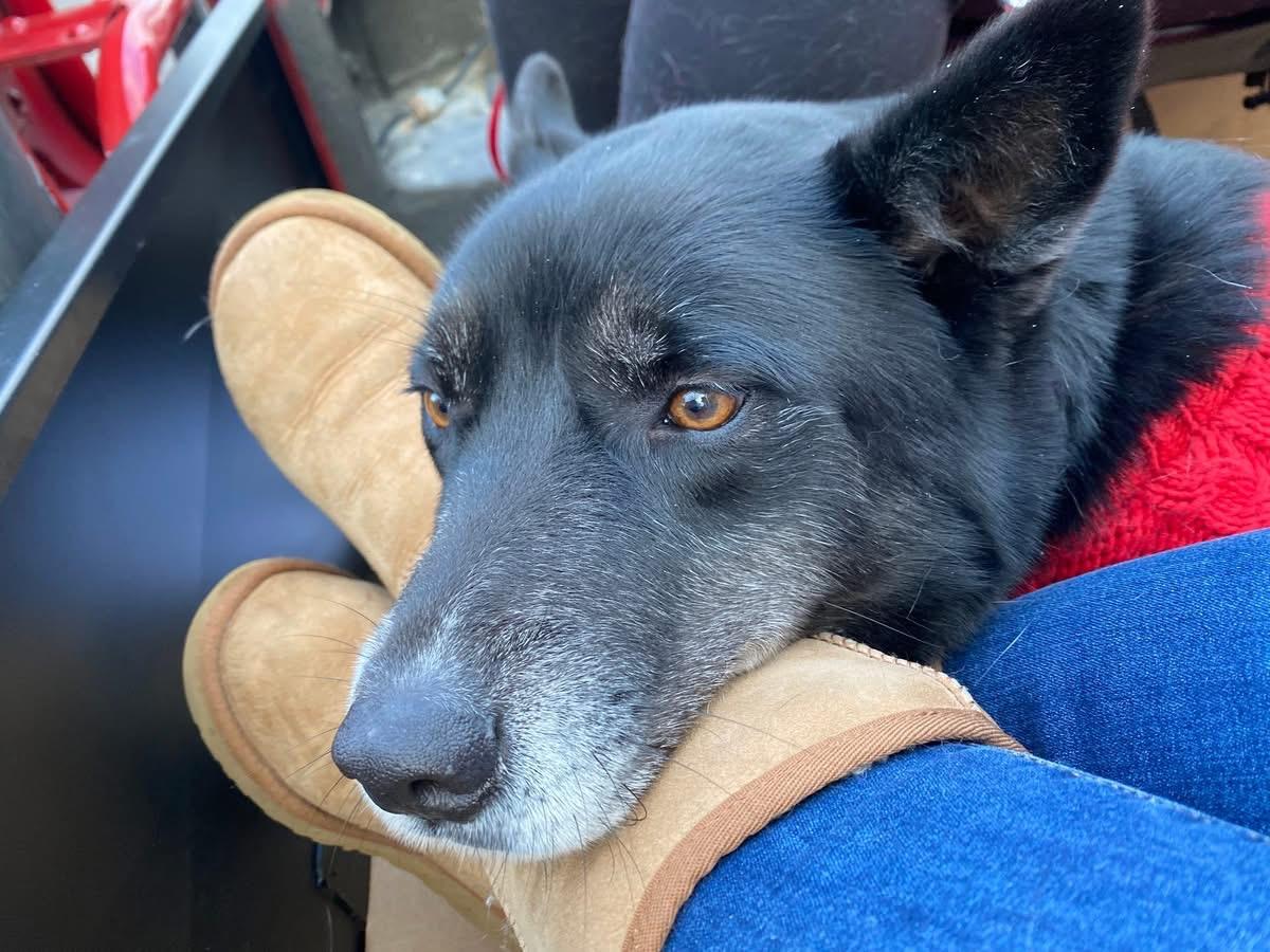 Enlarge Ollie, a ADOPTABLE mixed breed in Edgewater, NJ image 2/5