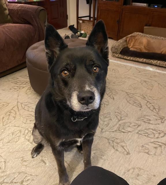 Enlarge Ollie, a ADOPTABLE mixed breed in Edgewater, NJ image 1/5