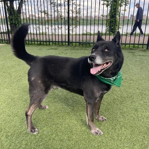 Enlarge Ollie, a ADOPTABLE mixed breed in Edgewater, NJ image 2/4