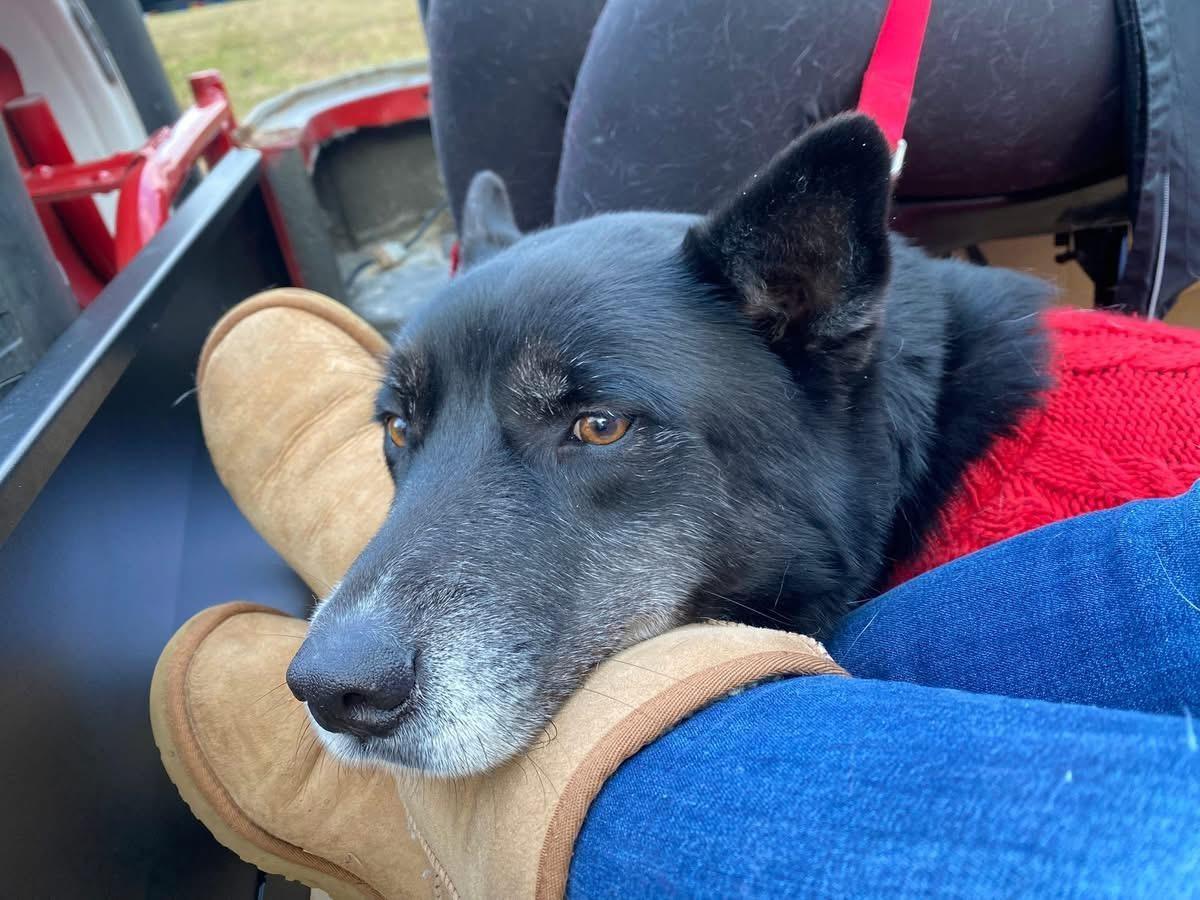 Enlarge Ollie, a ADOPTABLE mixed breed in Edgewater, NJ image 4/4