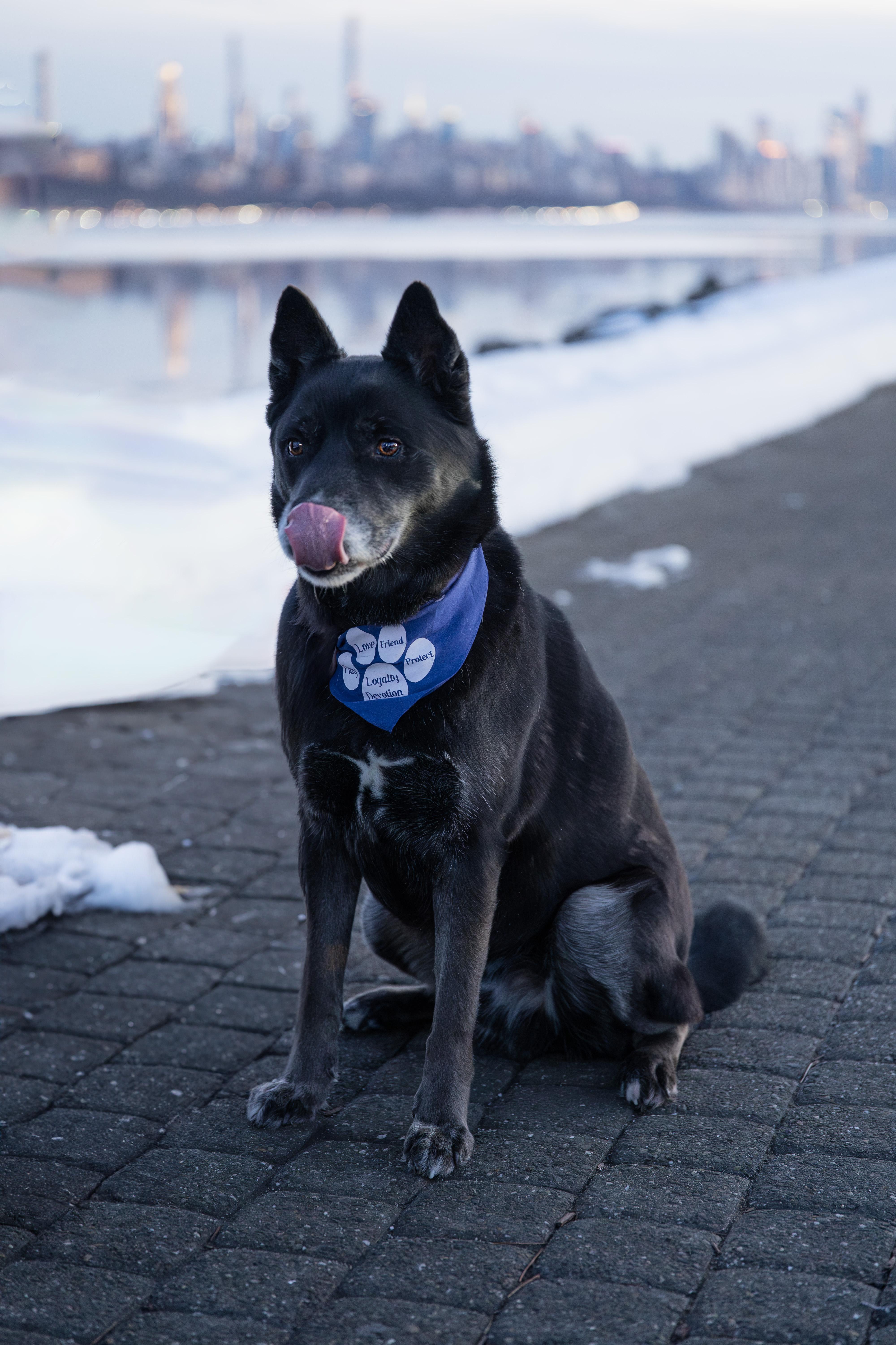 Enlarge Ollie, a ADOPTABLE mixed breed in Edgewater, NJ image 2/5