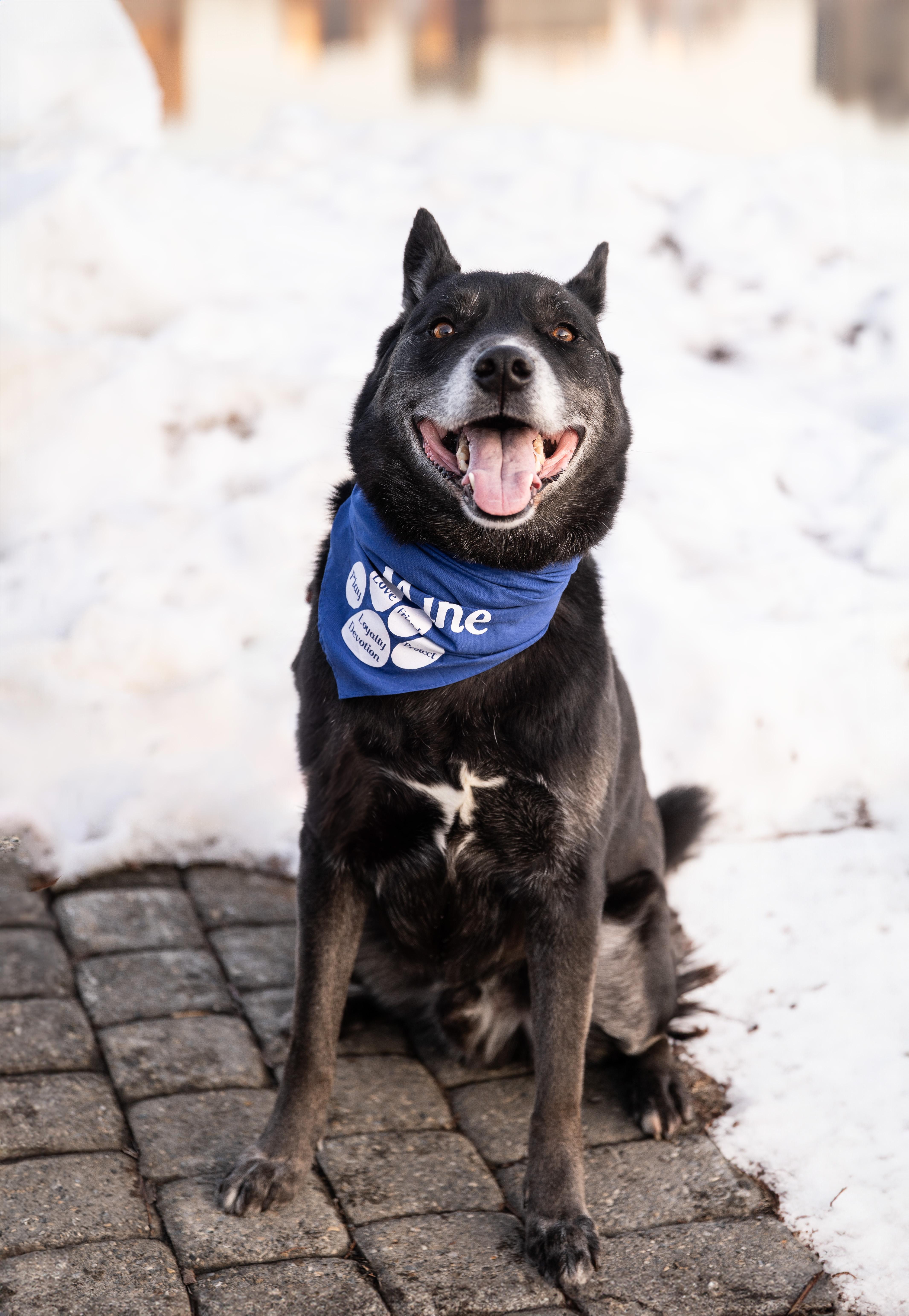 Ollie, ADOPTABLE, Adult Male Labrador Retriever & Australian Cattle Dog / Blue Heeler.