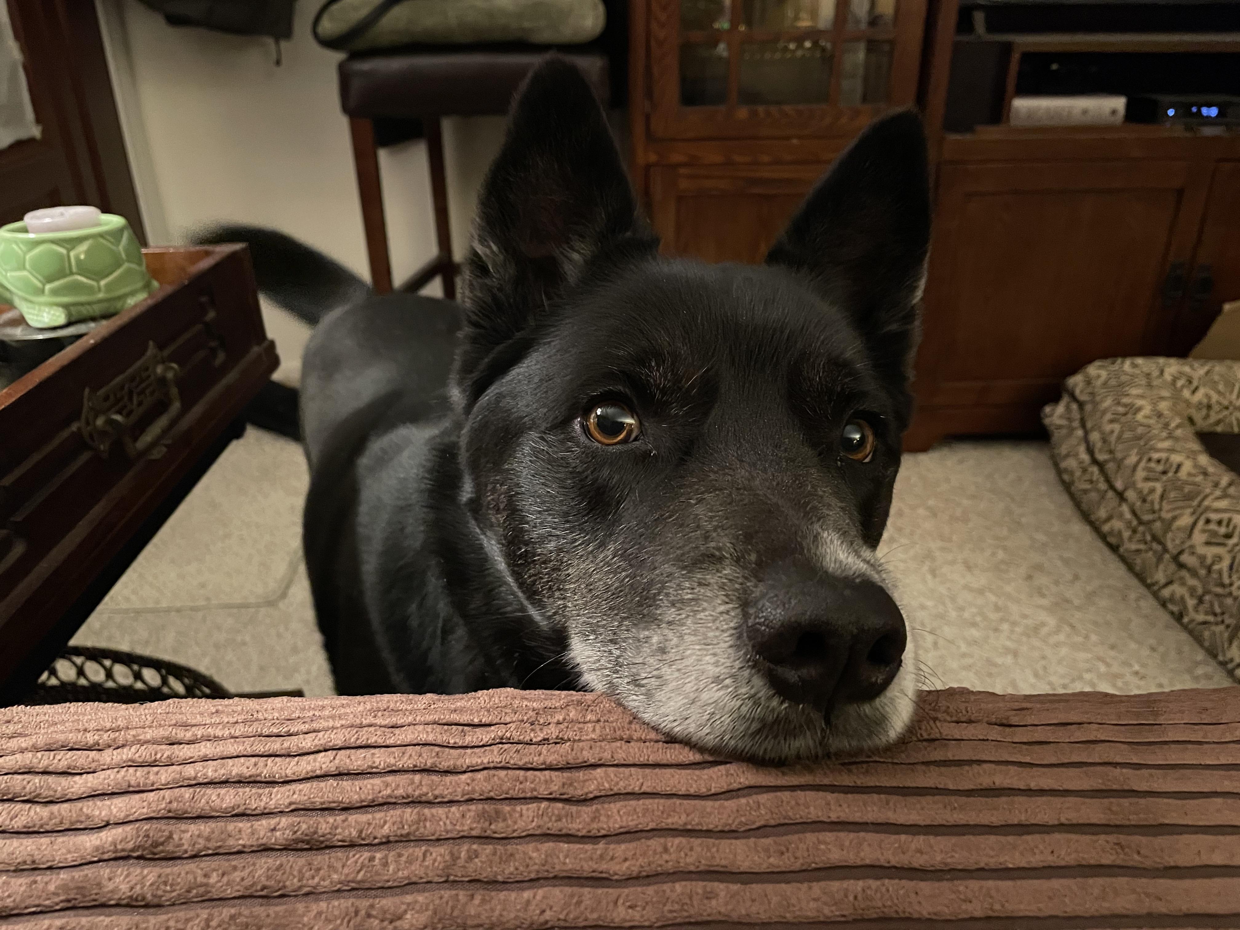 Enlarge Ollie, a ADOPTABLE mixed breed in Edgewater, NJ image 1/4