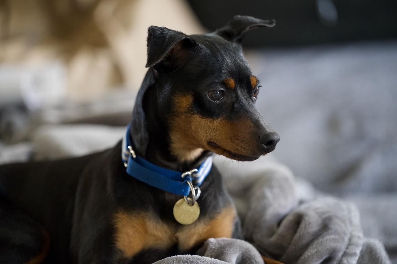 Tillie, Adopted, Adult Female Miniature Pinscher.