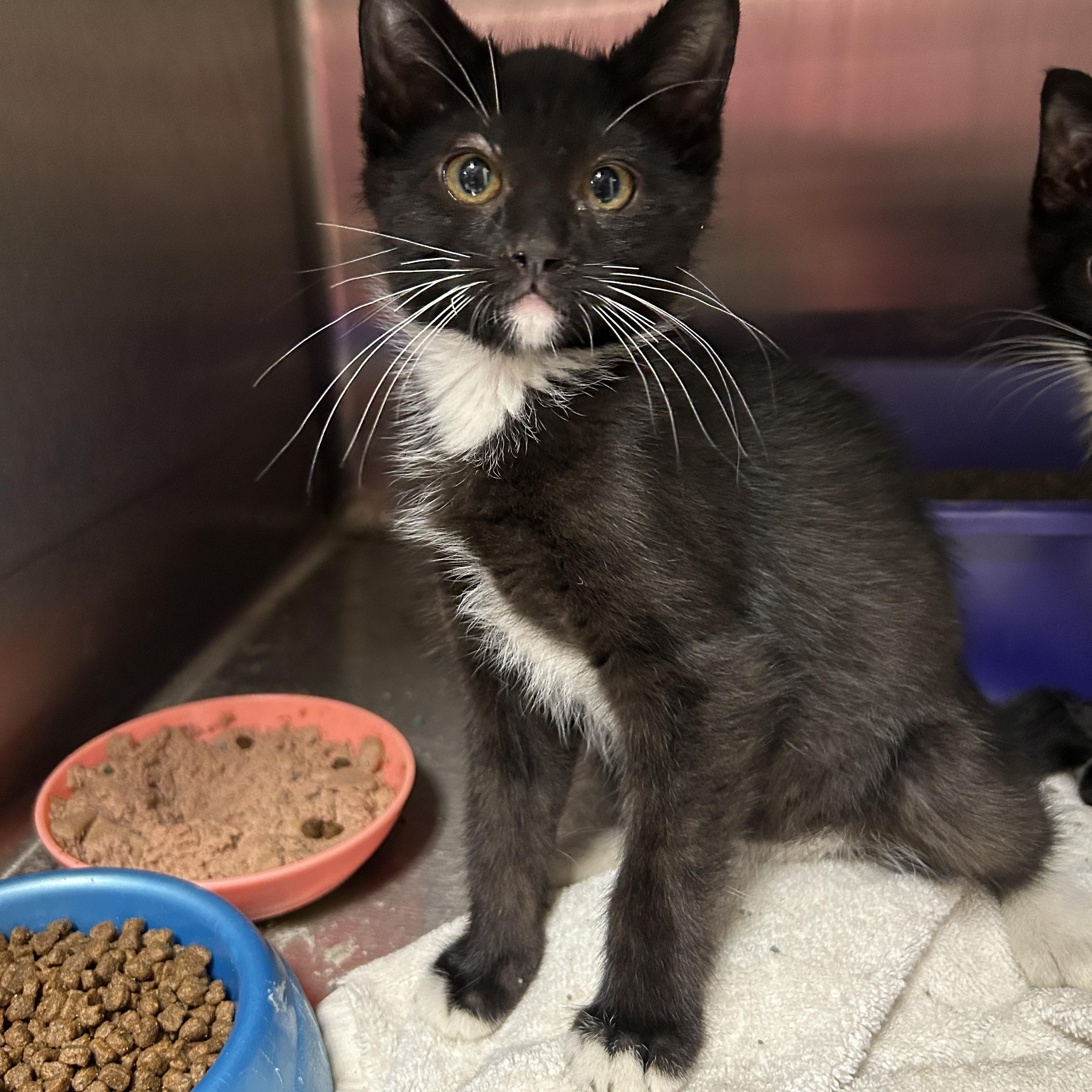 Wendigo 1 of 2, Baby Female Tuxedo