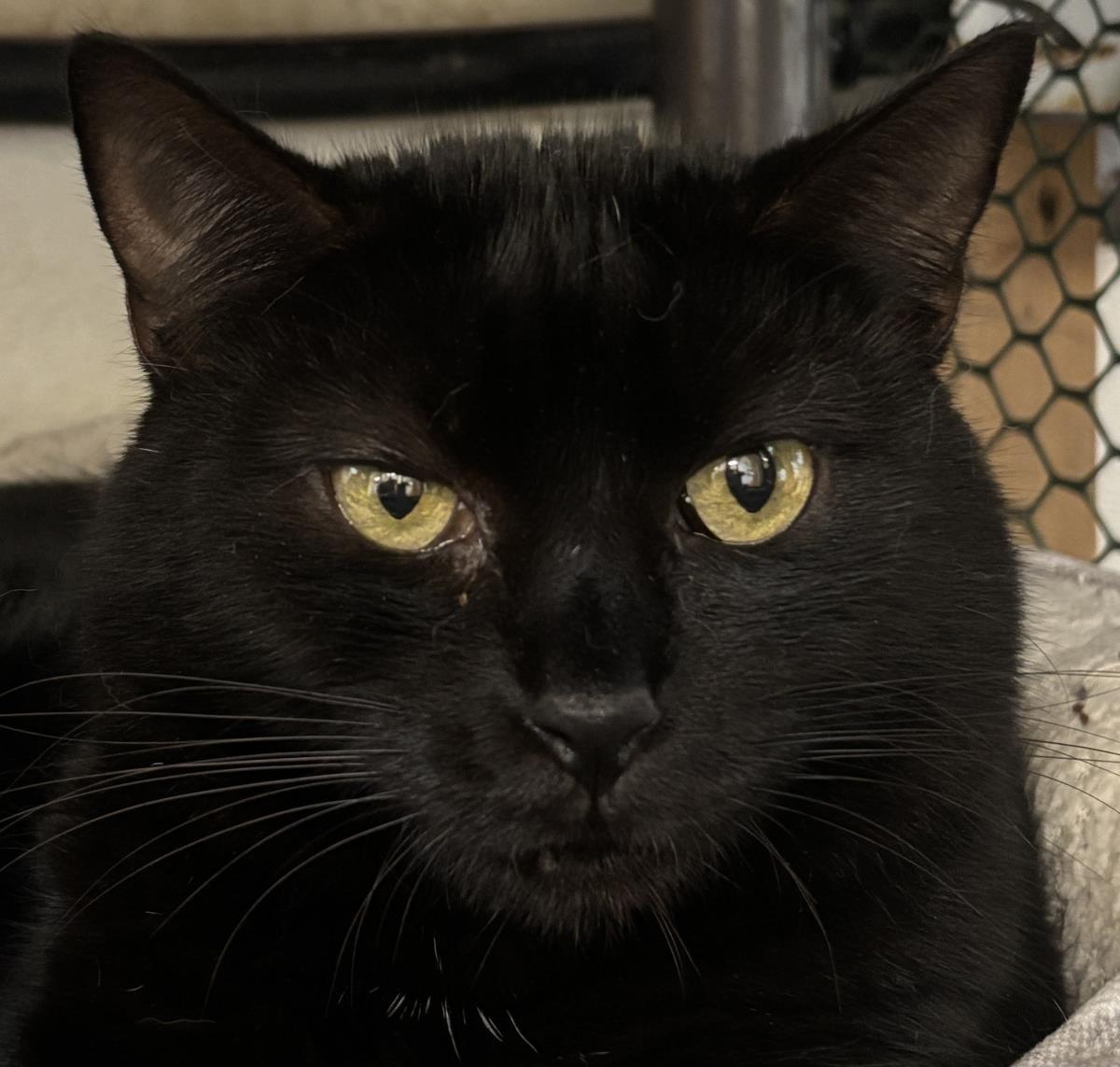 Espresso, Adoptable, Adult Female Domestic Short Hair.
