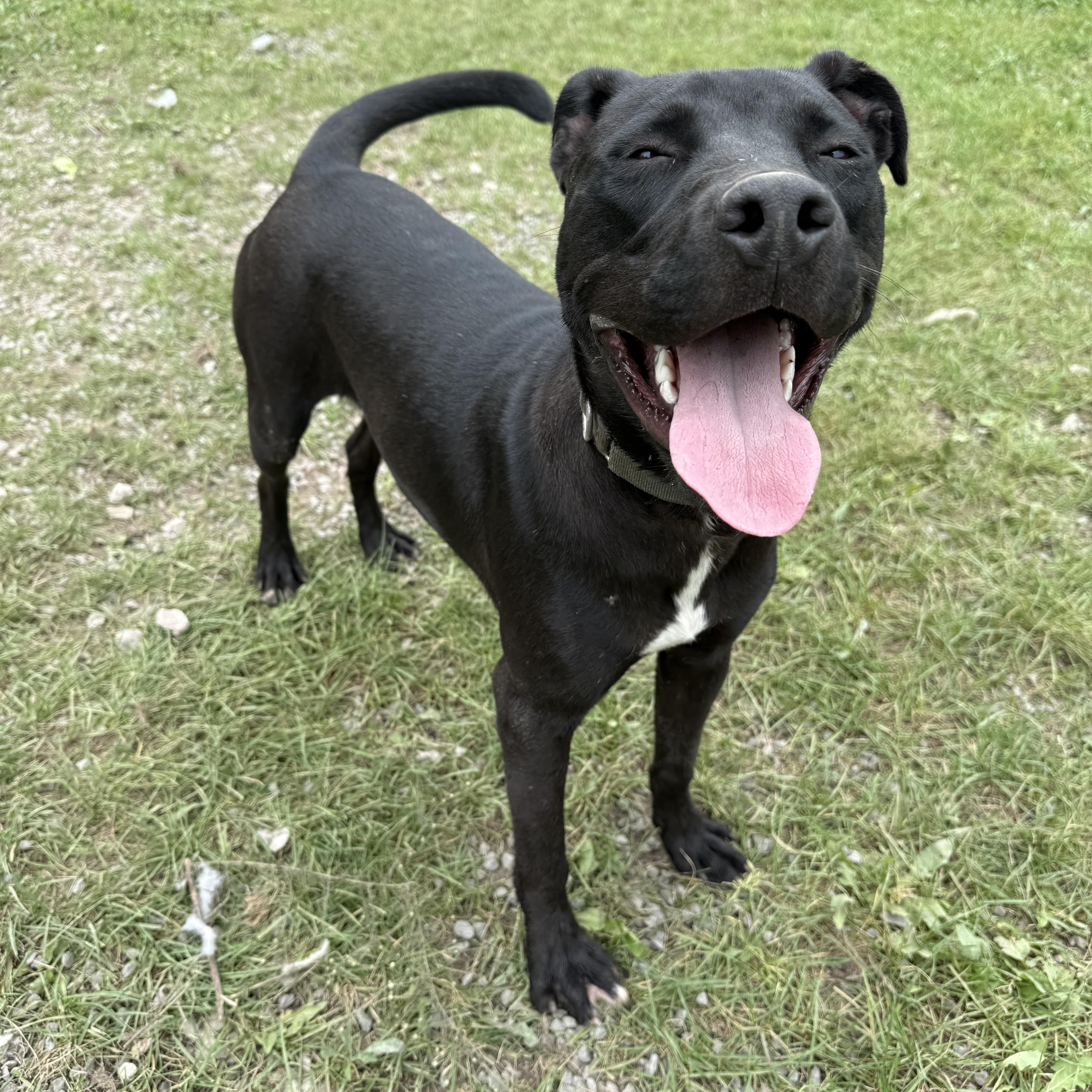 Enlarge Sombra, a Adoptable mixed breed in Howes Cave, NY image 4/5