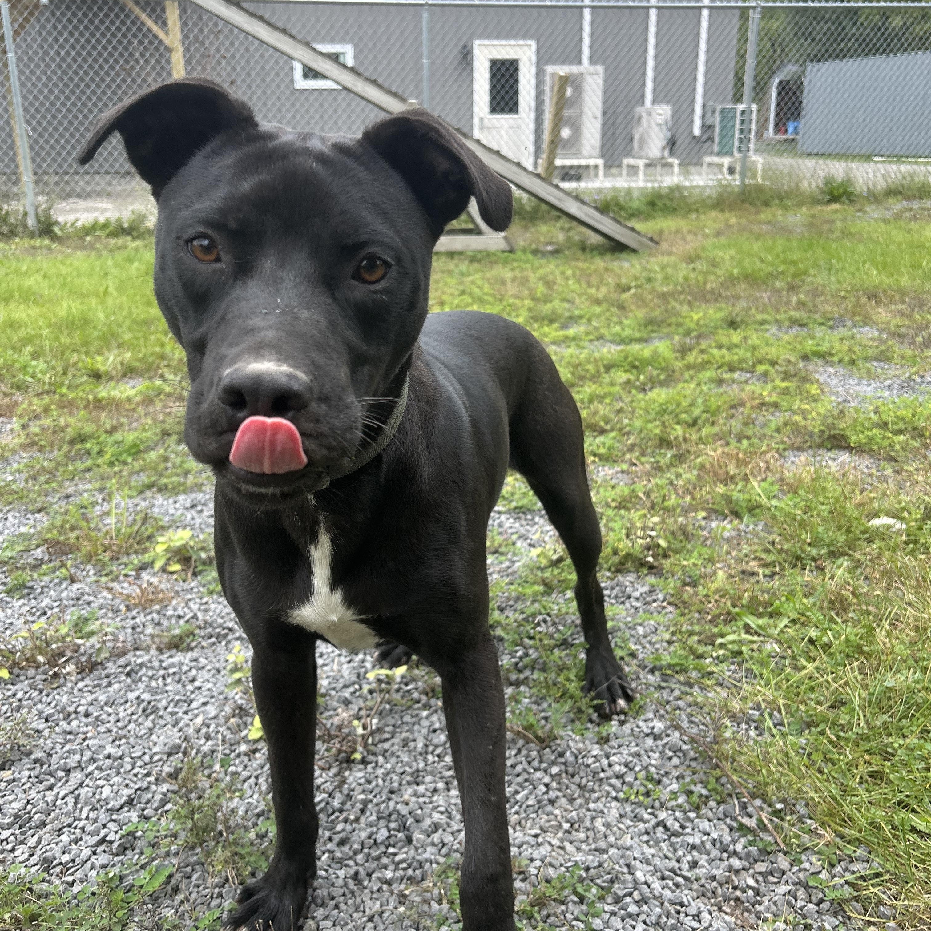 Enlarge Sombra, a Adoptable mixed breed in Howes Cave, NY image 5/5