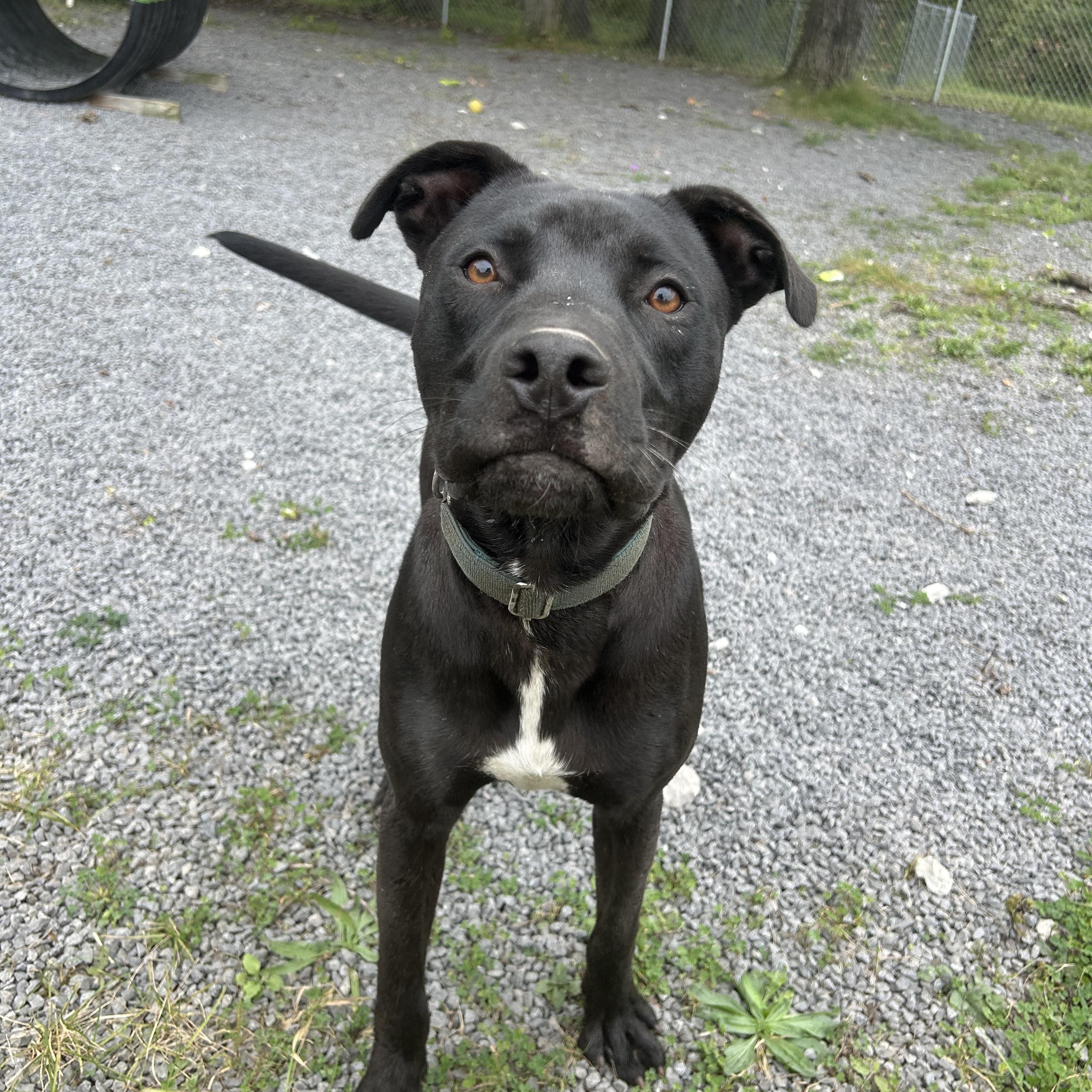 Enlarge Sombra, a Adoptable mixed breed in Howes Cave, NY image 3/5