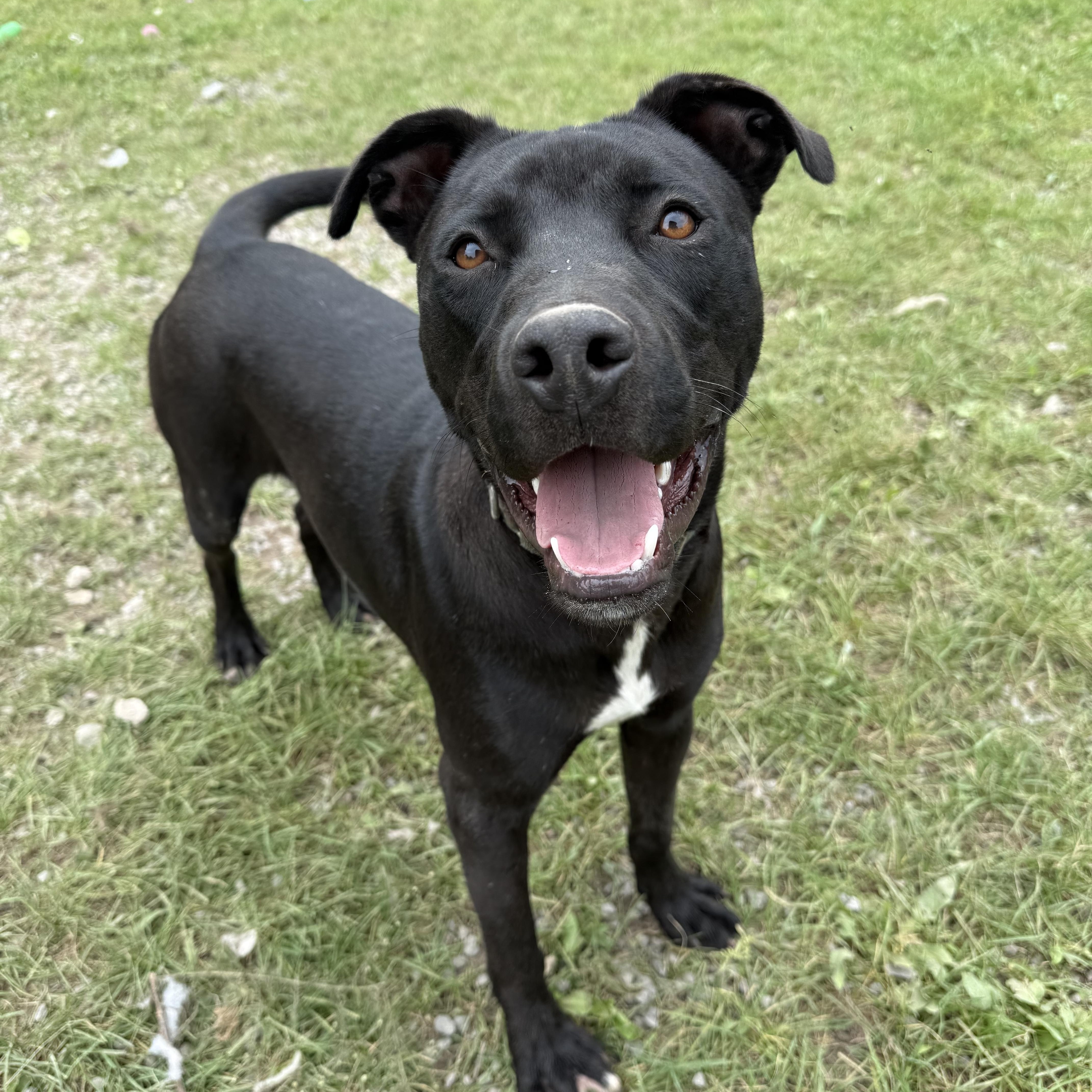 Enlarge Sombra, a Adoptable mixed breed in Howes Cave, NY image 2/5