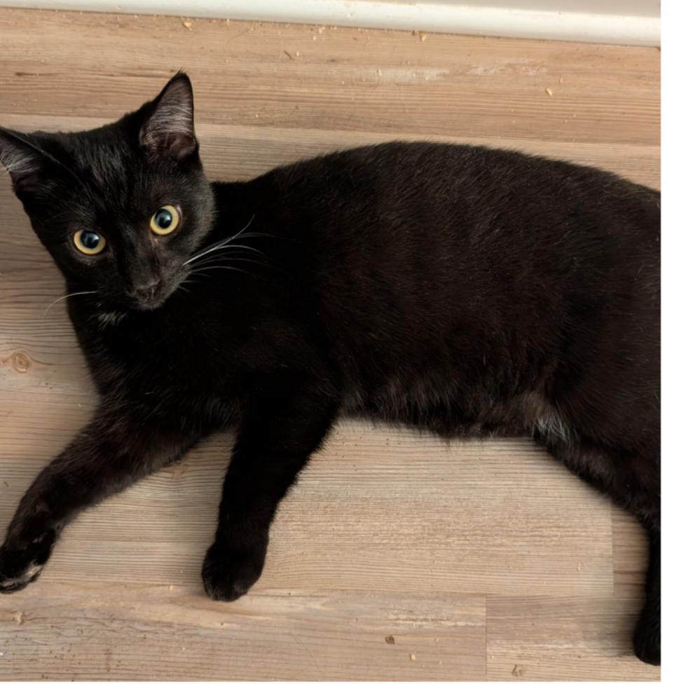 Bloom, Adoptable, Young Male Domestic Short Hair.