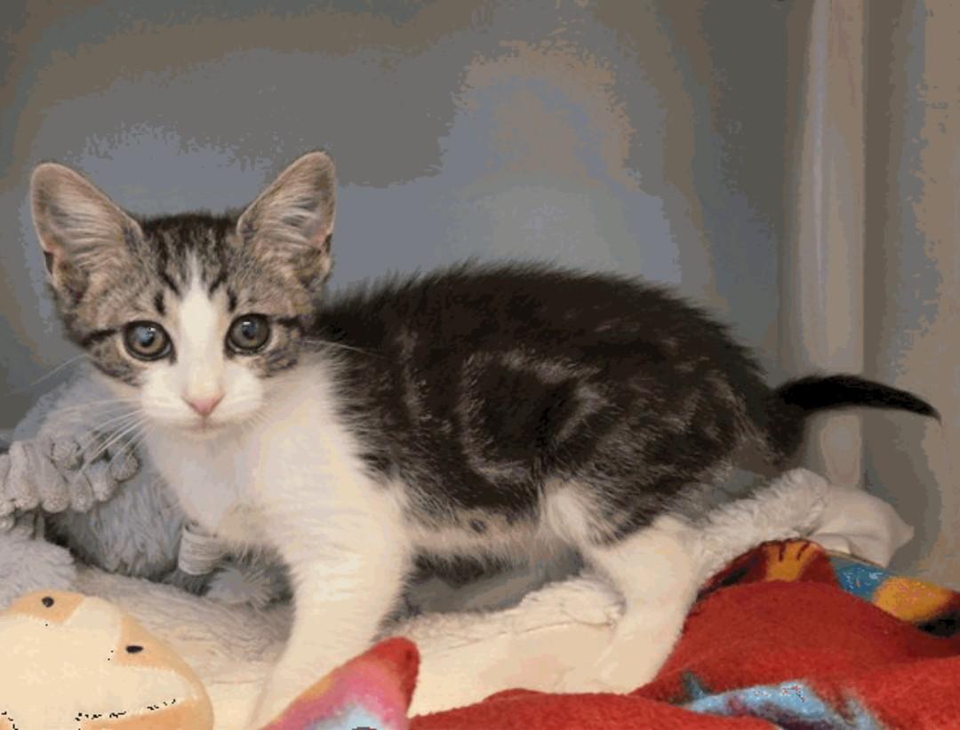 Jojo, ADOPTABLE, Young Male Domestic Short Hair.
