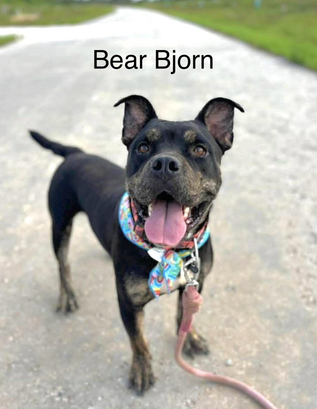 Bear Bjorn — thumbnail 5