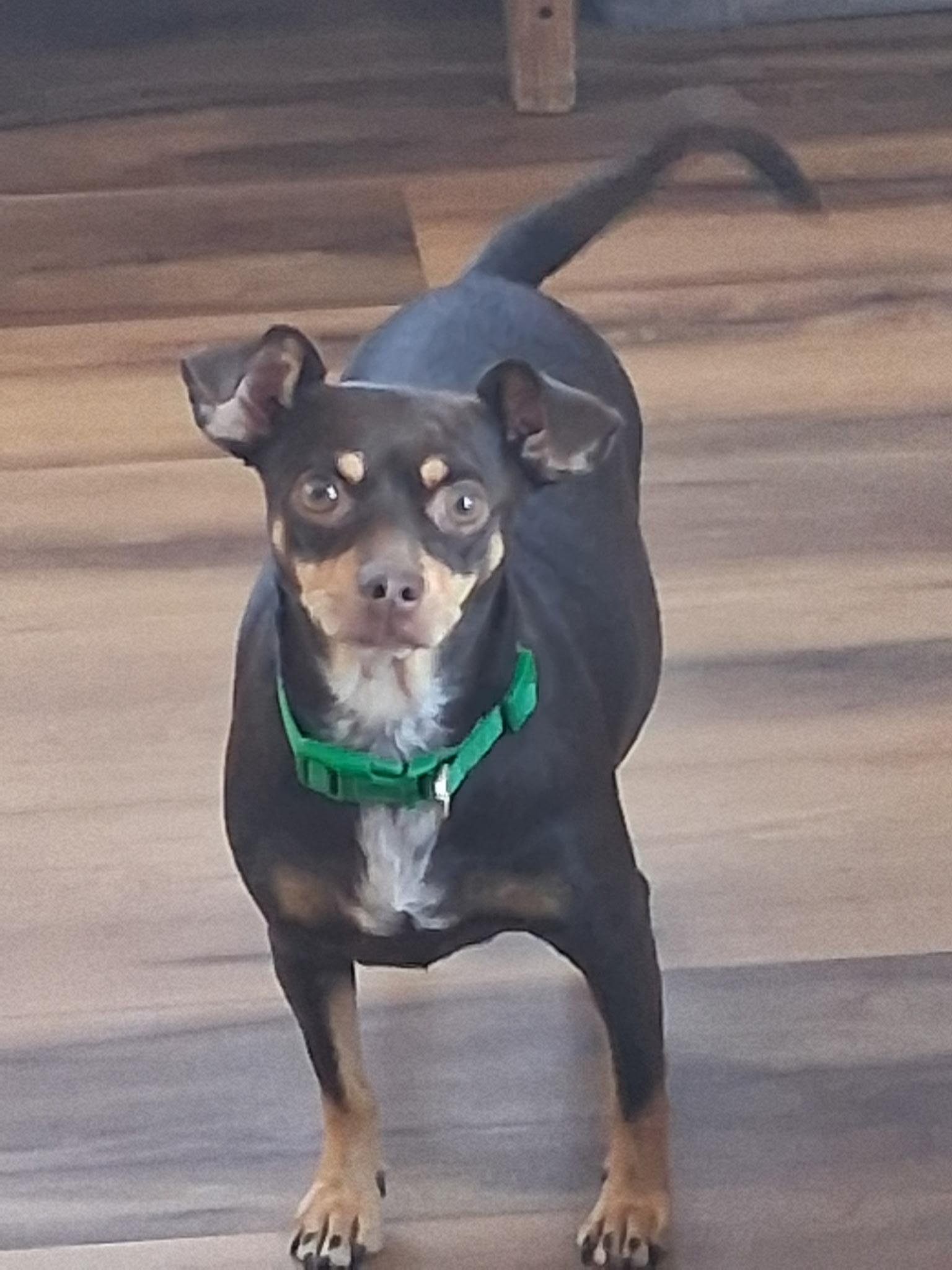 Dottie, Adopted, Young Female Chihuahua & Dachshund.