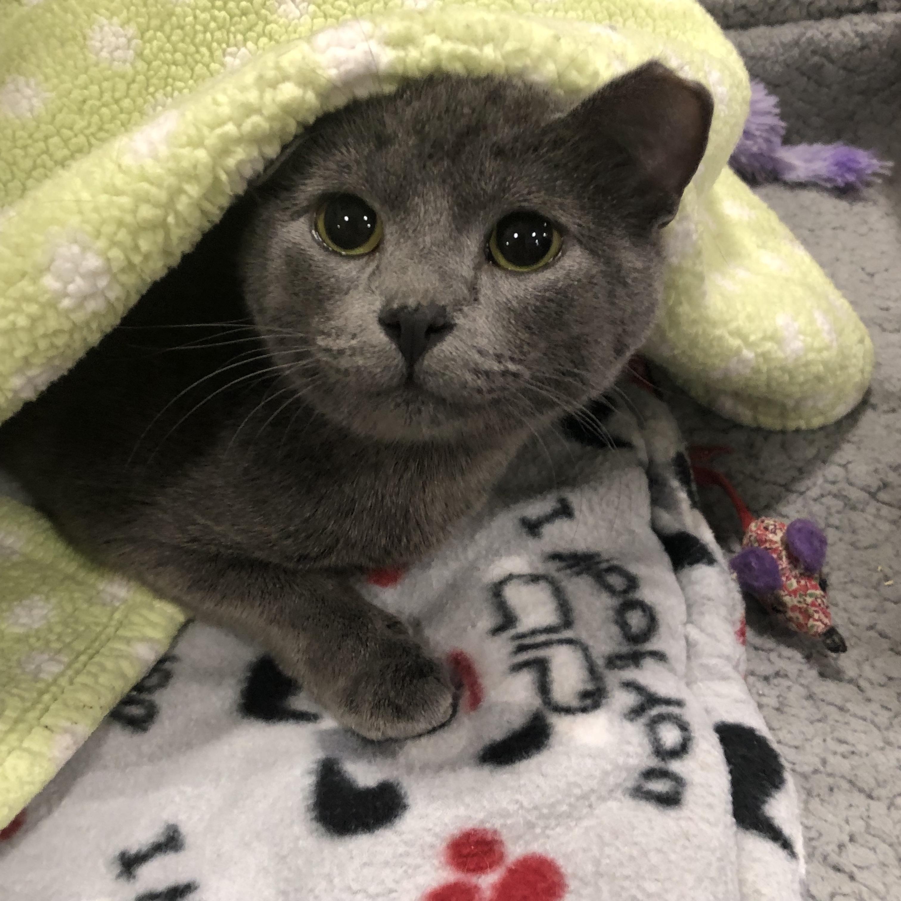 SHAY, adopted, Young Female Domestic Short Hair.