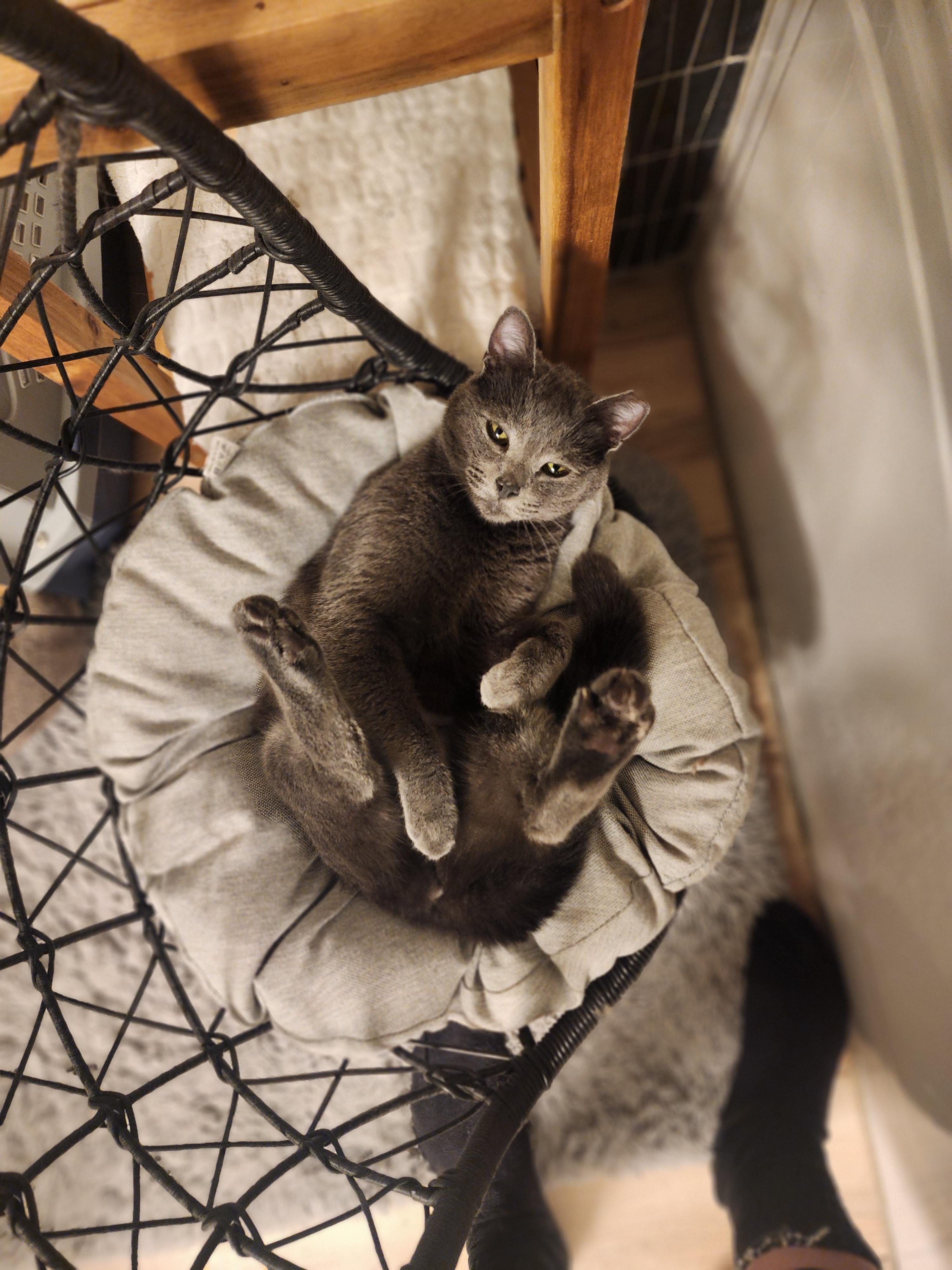 Enlarge SHAY, an adopted Domestic Short Hair in Puyallup, WA image 2/6