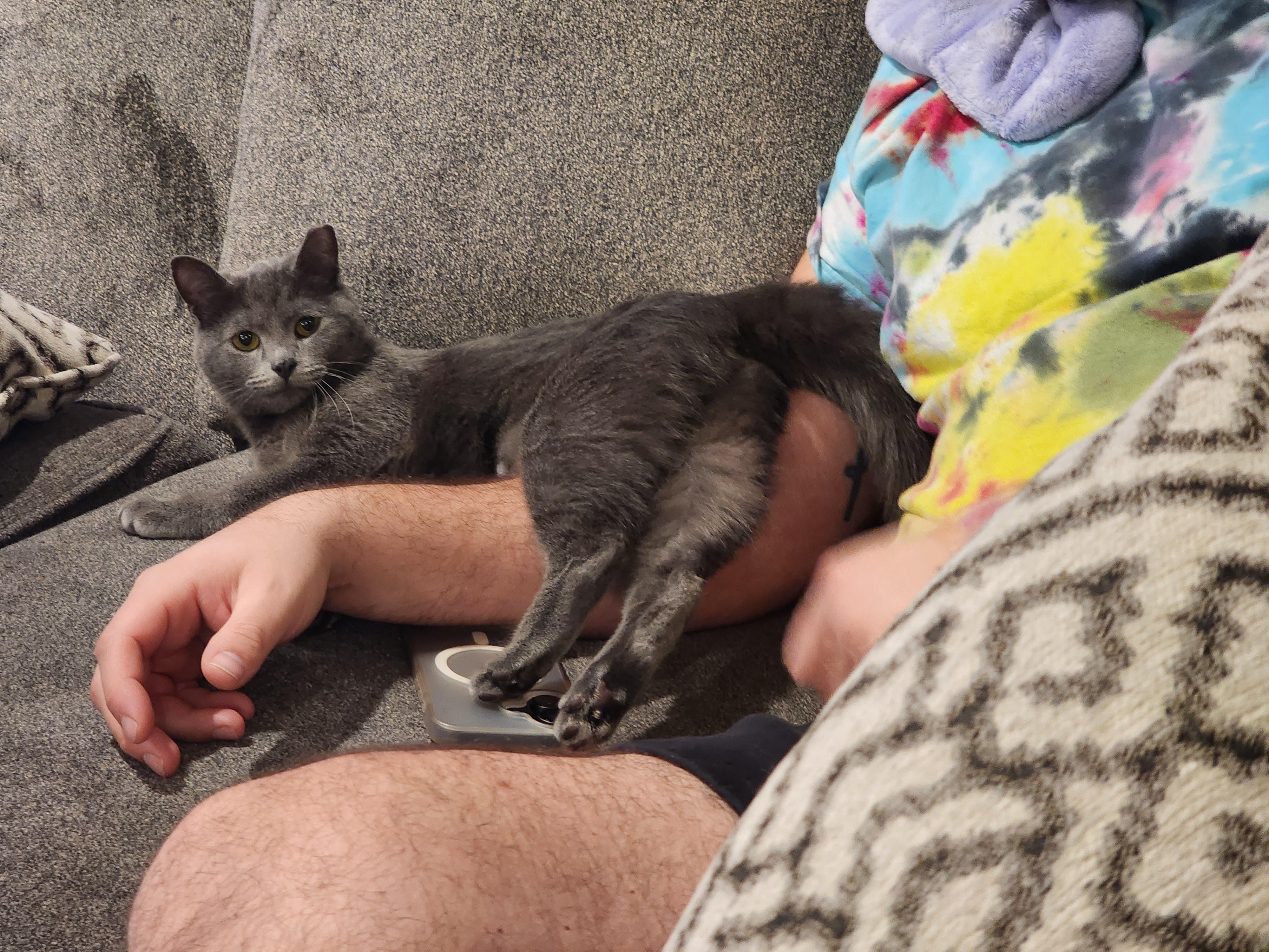 Enlarge SHAY, an adopted Domestic Short Hair in Puyallup, WA image 4/6