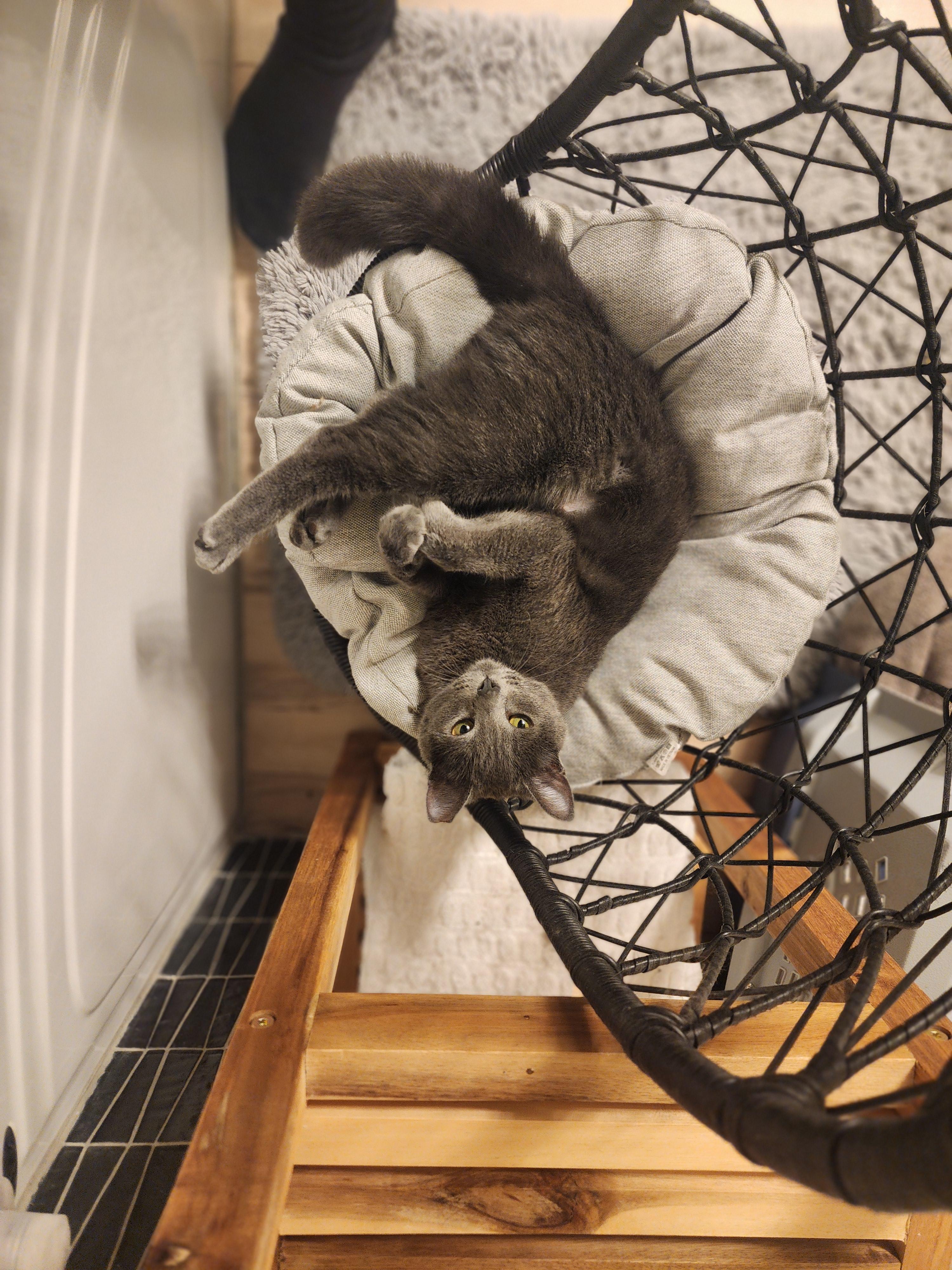 Enlarge SHAY, an adopted Domestic Short Hair in Puyallup, WA image 5/6