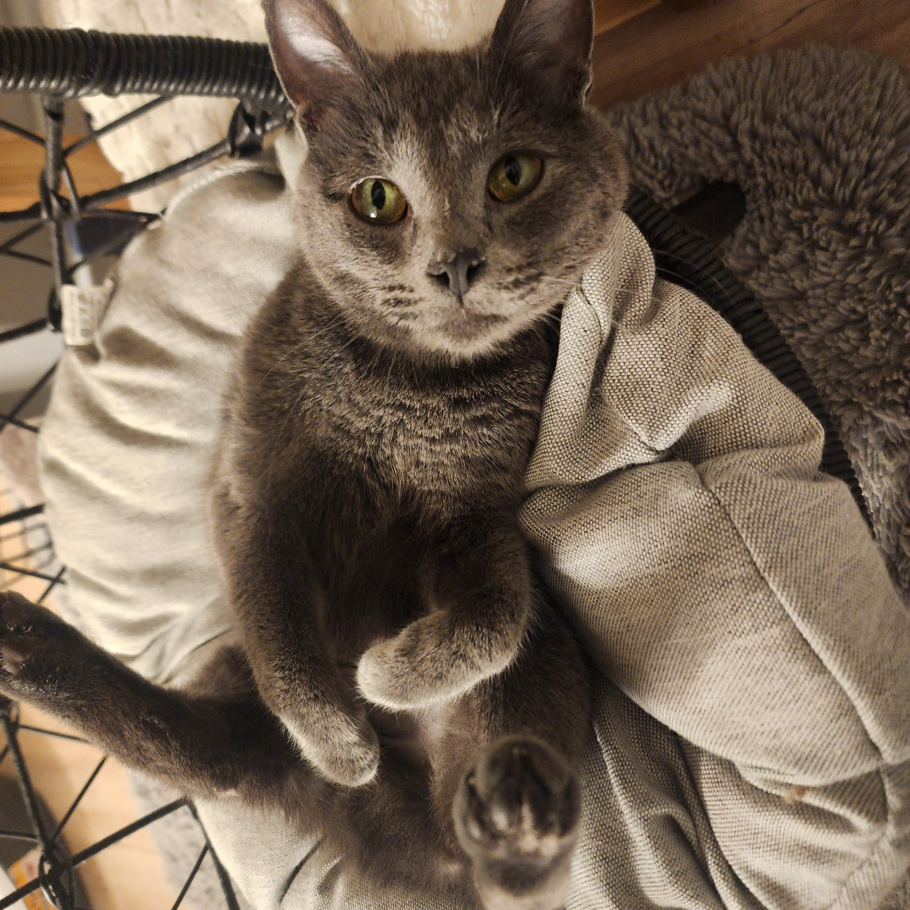 Enlarge SHAY, an adopted Domestic Short Hair in Puyallup, WA image 3/6