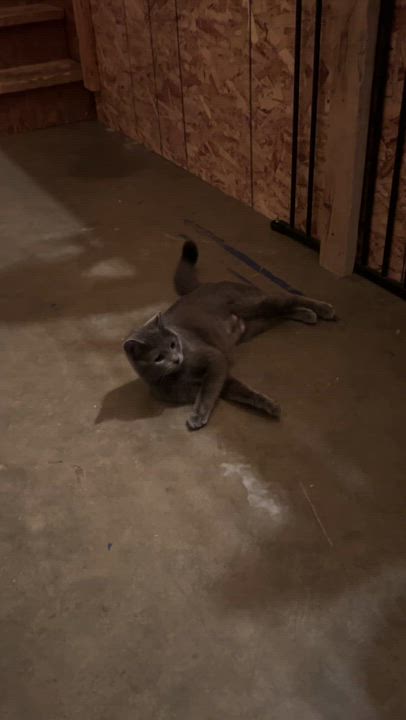 Enlarge SHAY, an adopted Domestic Short Hair in Puyallup, WA video 6/6