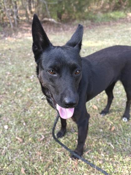 Enlarge 26-30 Gunner, a Adoptable mixed breed in Barnesville, GA image 1/3