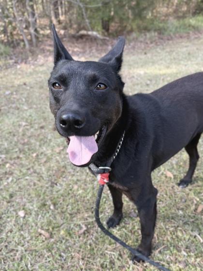 Enlarge 26-30 Gunner, a Adoptable mixed breed in Barnesville, GA image 2/3