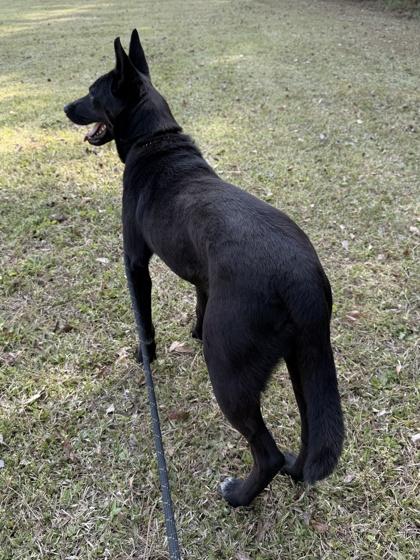 Enlarge 26-30 Gunner, a Adoptable mixed breed in Barnesville, GA image 3/3