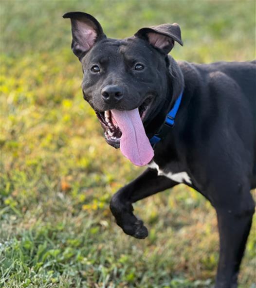 APOLLO, Adoptable, Young Female Labrador Retriever & Mixed Breed.