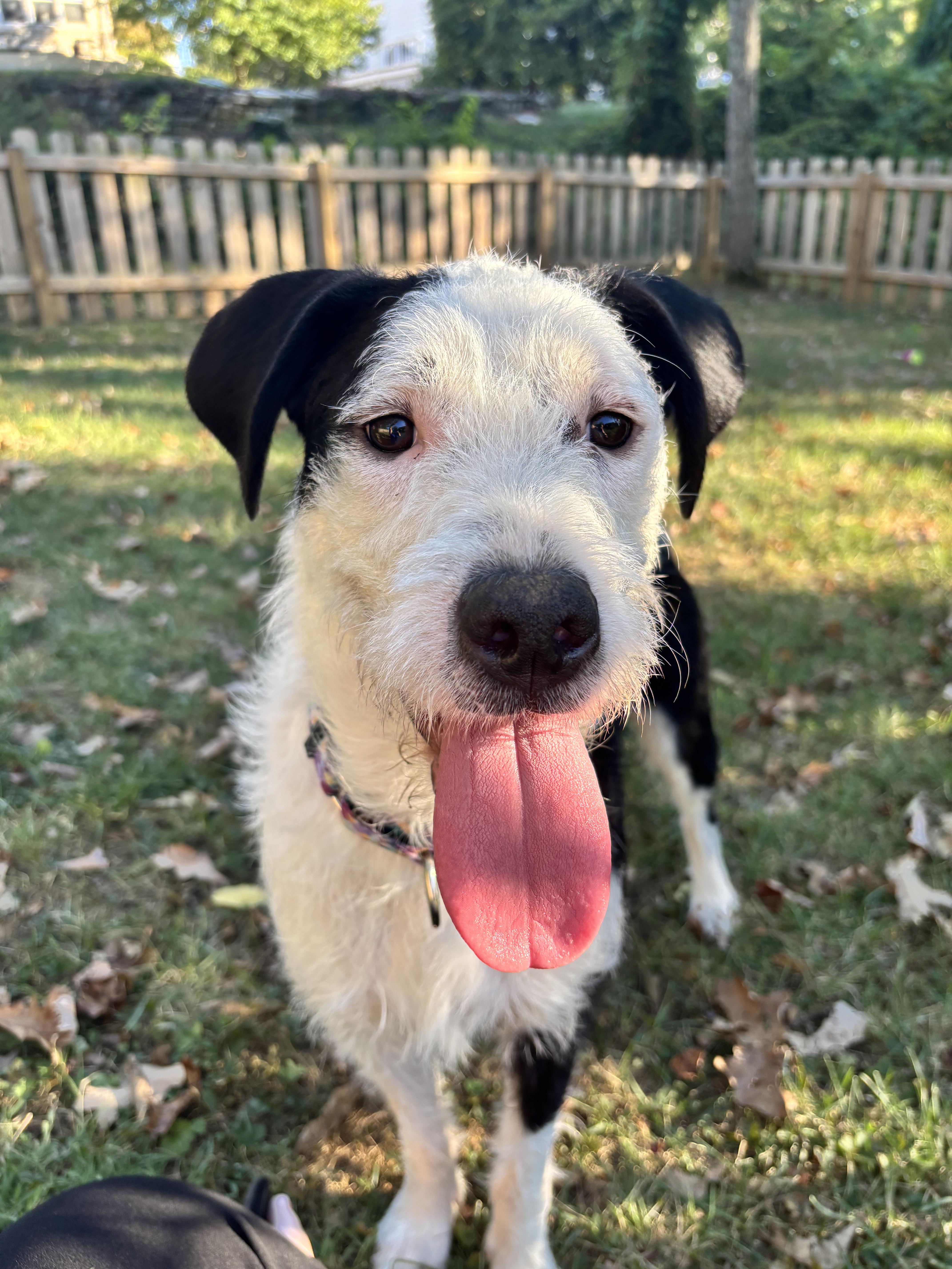 Priscilla, a ADOPTABLE Terrier in Lexington, KY image 1/2