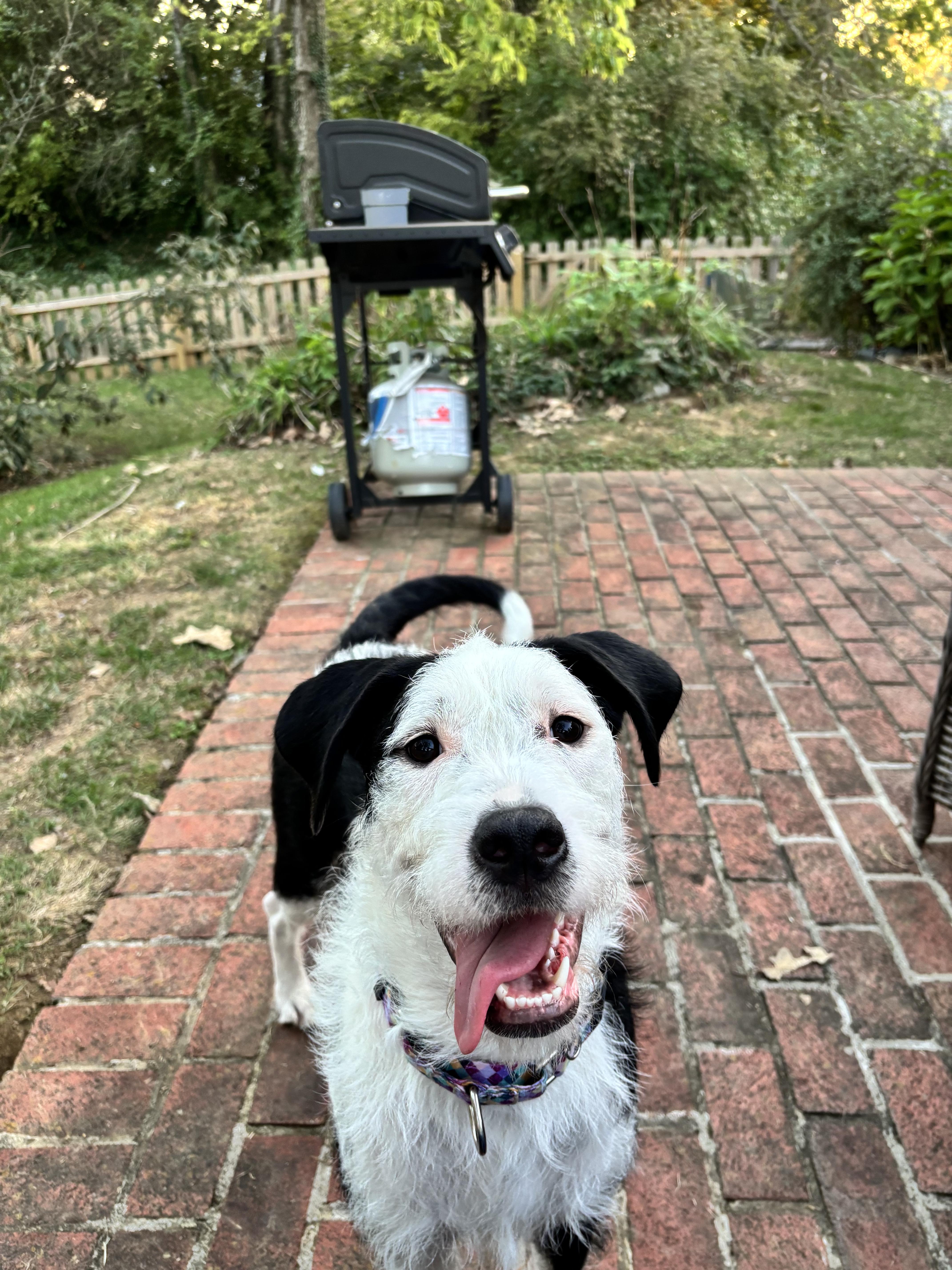 Priscilla, a ADOPTABLE Terrier in Lexington, KY image 2/2