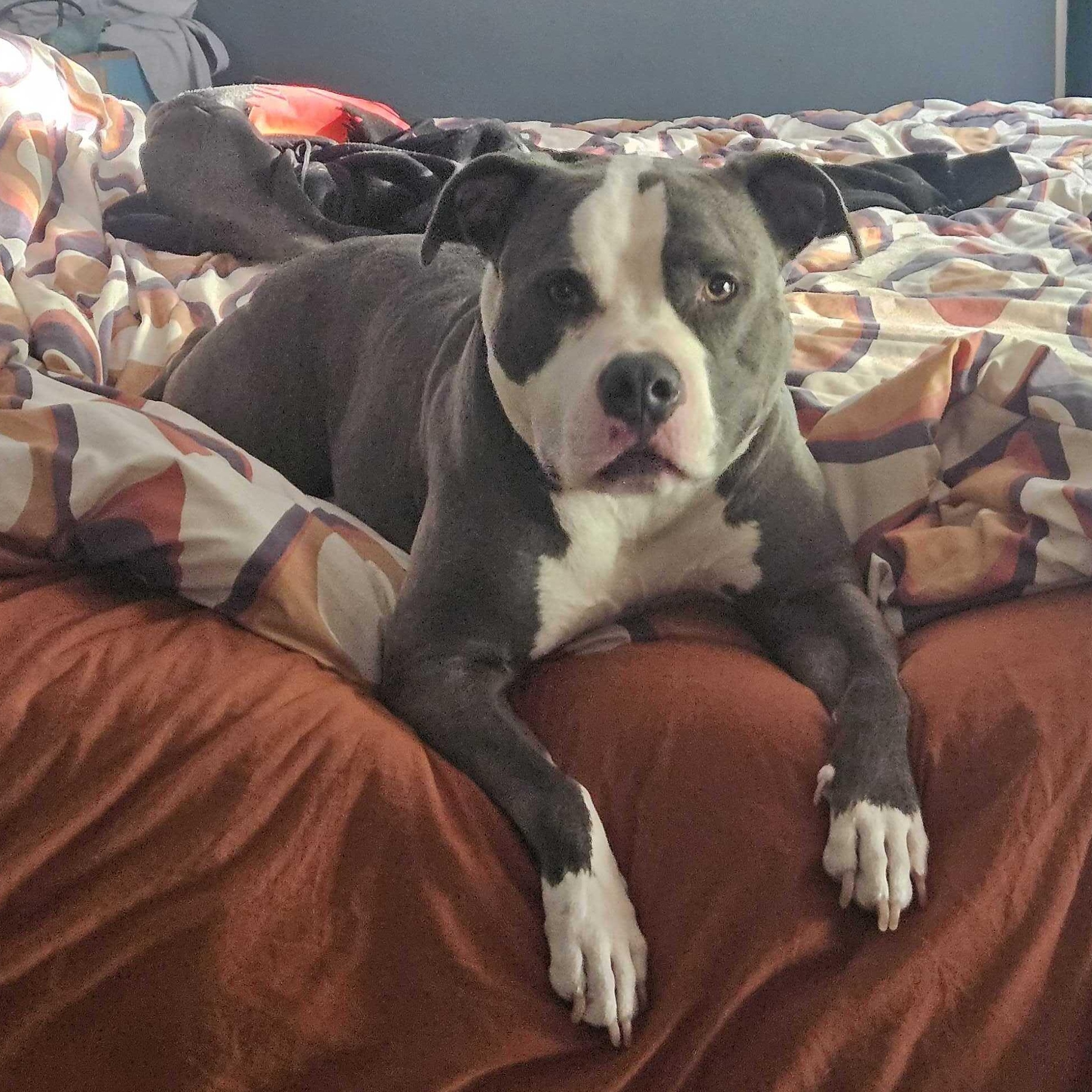 Luka P, Adult Male American Staffordshire Terrier