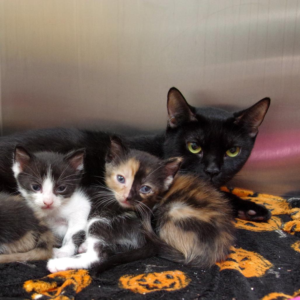 Noche, Adoptable, Adult Female Domestic Short Hair.