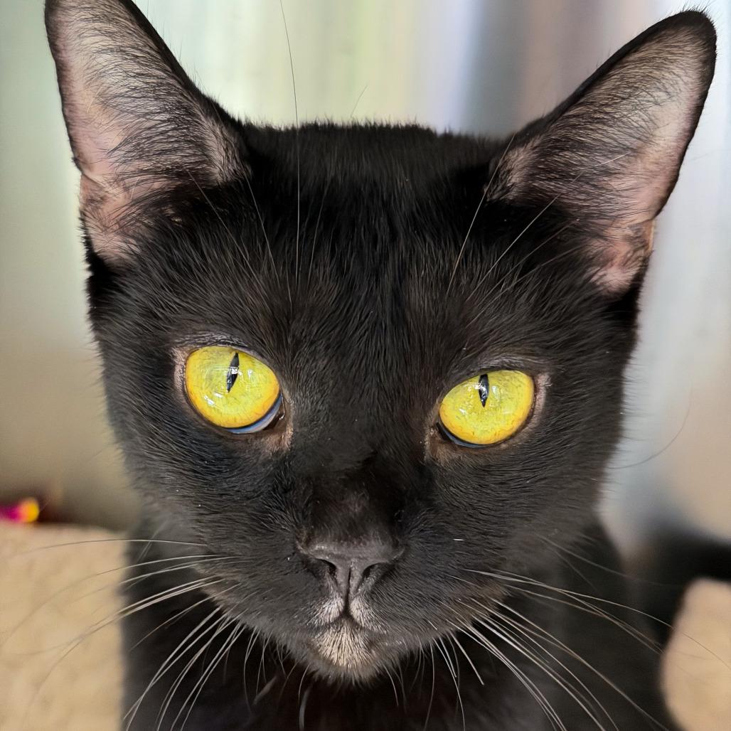Enlarge Noche, a Adoptable Domestic Short Hair in Scituate, MA image 2/5