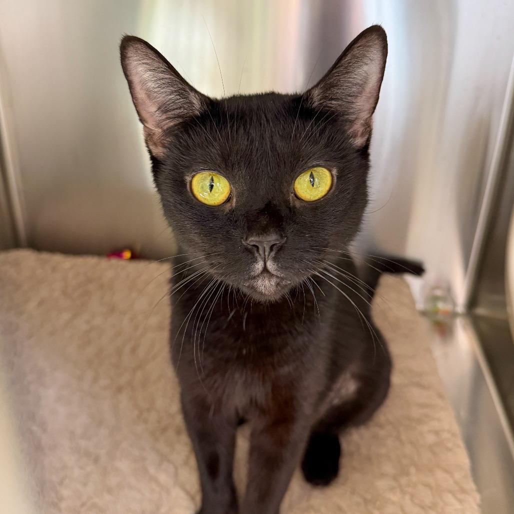 Enlarge Noche, a Adoptable Domestic Short Hair in Scituate, MA image 3/5