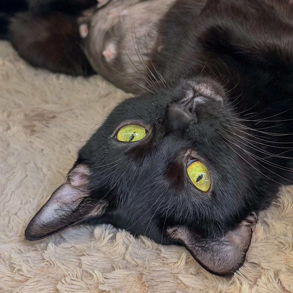 Enlarge Noche, a Adoptable Domestic Short Hair in Scituate, MA image 4/5