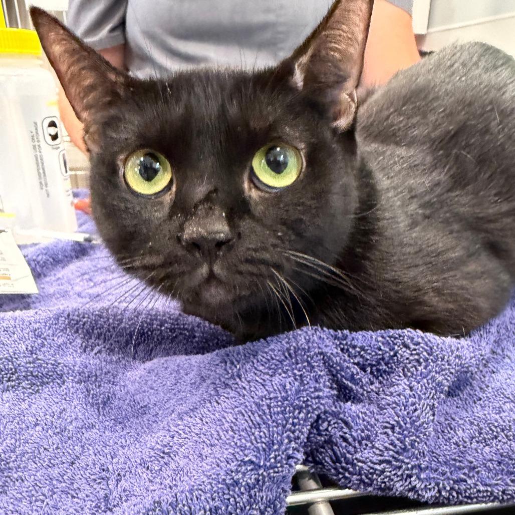 Enlarge Noche, a Adoptable Domestic Short Hair in Scituate, MA image 5/5