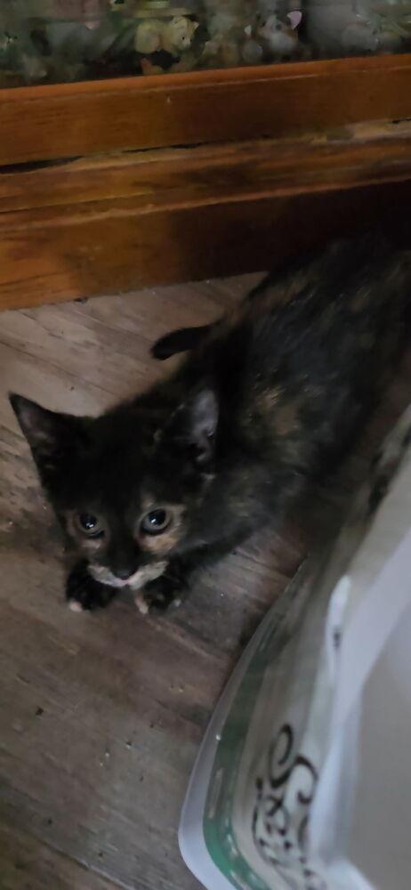 Wakko, Adopted, Kitten Female Domestic Short Hair.