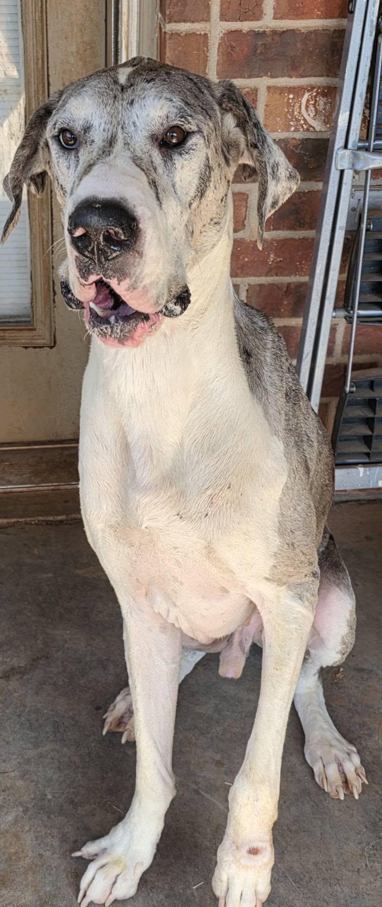Enlarge Harold, a ADOPTABLE Great Dane in Oklahoma City, OK image 1/3