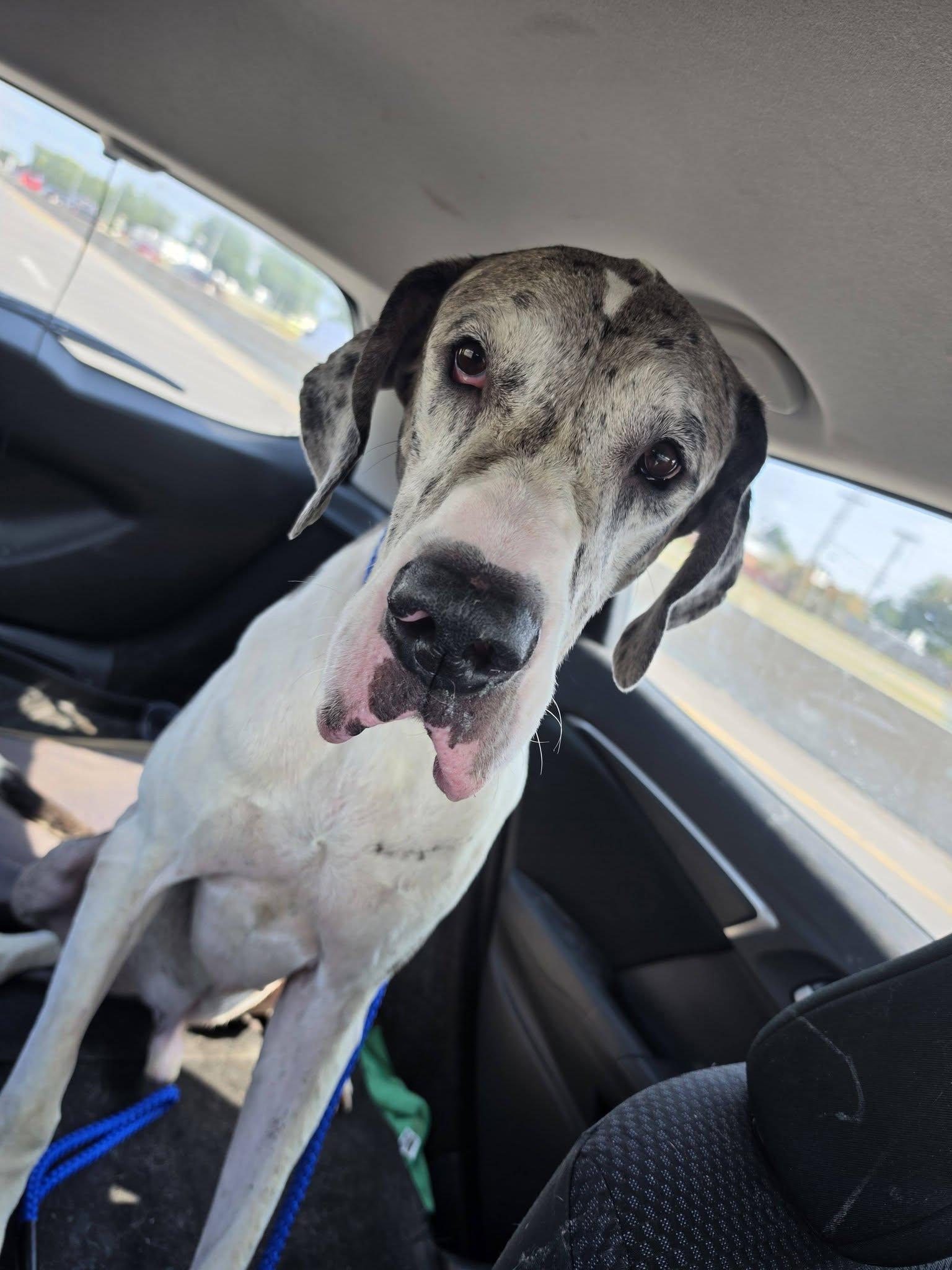 Enlarge Harold, a ADOPTABLE Great Dane in Oklahoma City, OK image 3/3