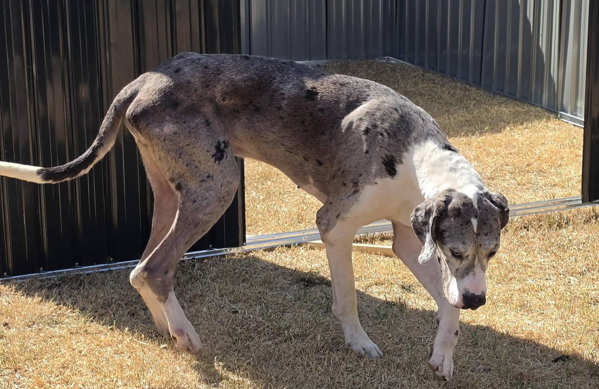 Enlarge Harold, a ADOPTABLE Great Dane in Oklahoma City, OK image 2/3
