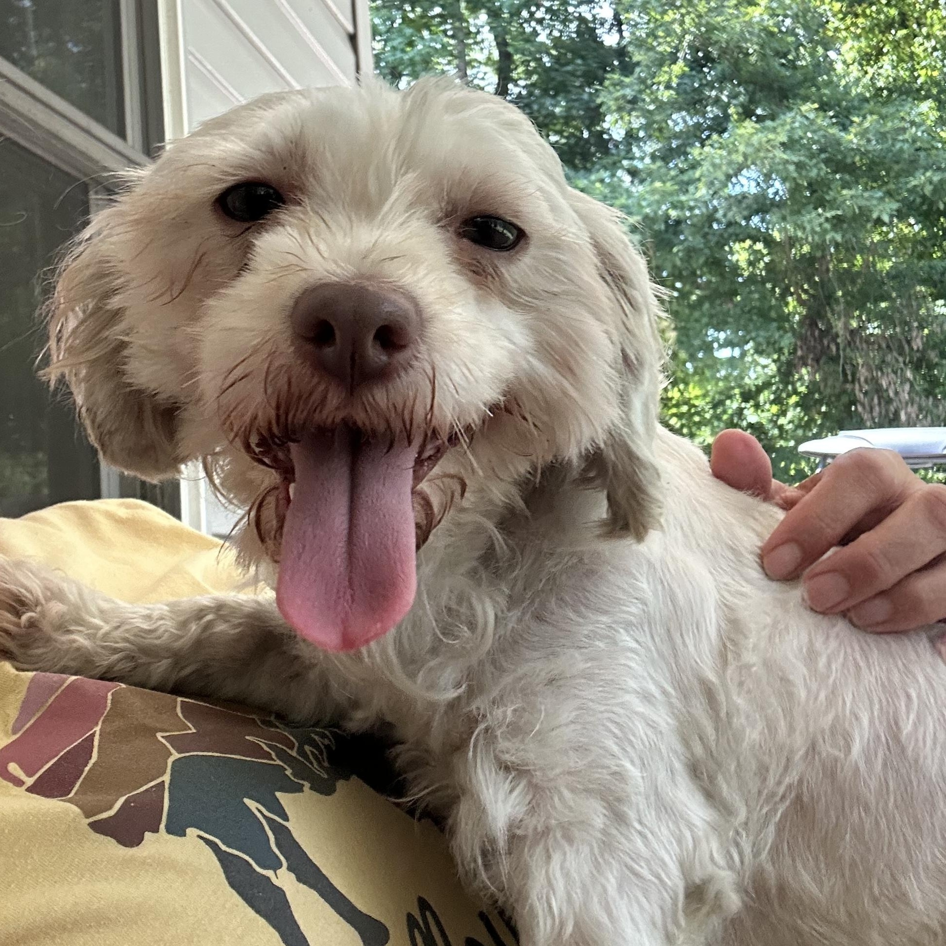 Enlarge Willow, a Adopted mixed breed in Martin, GA image 1/5