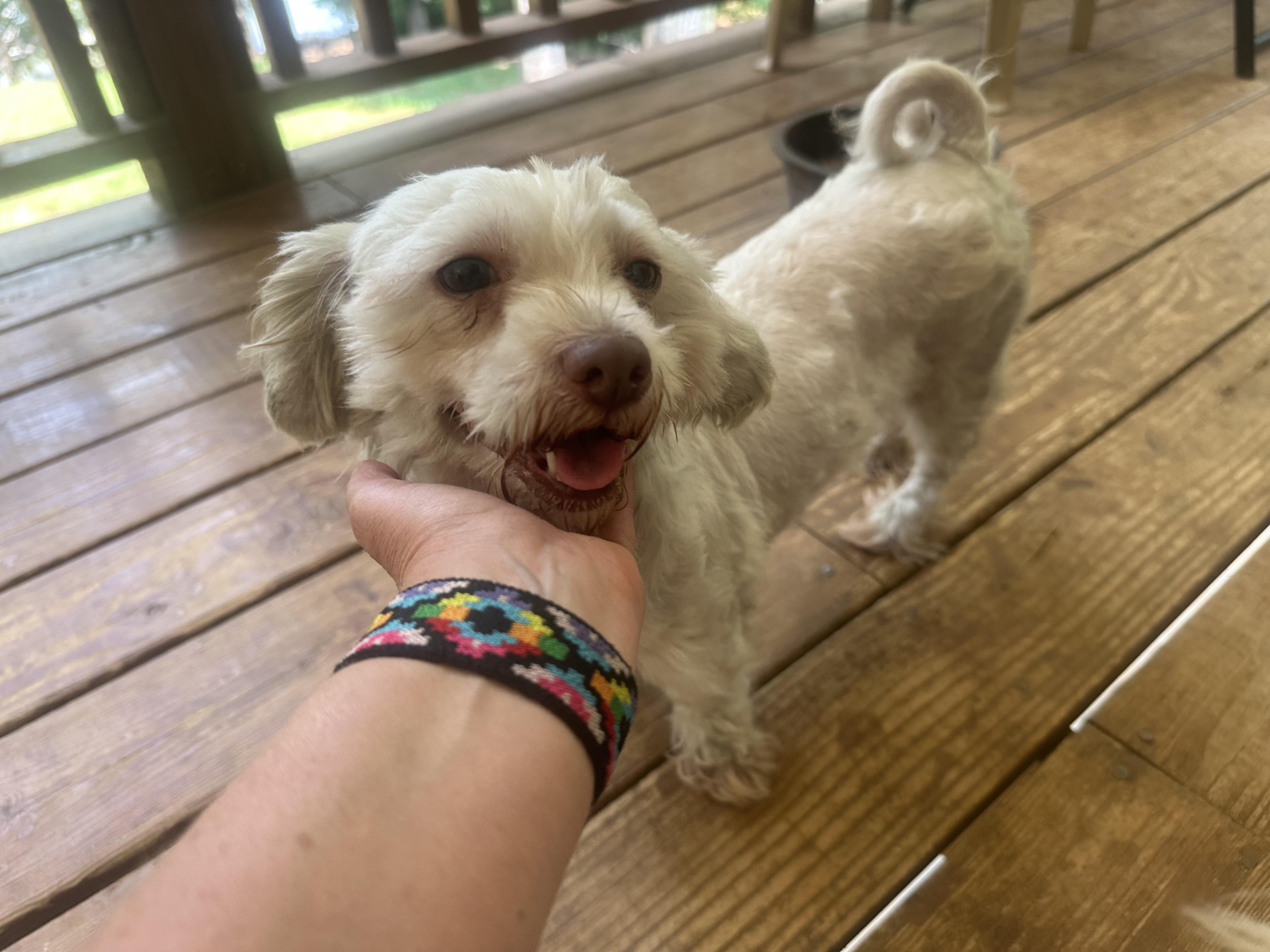 Enlarge Willow, a Adopted mixed breed in Martin, GA image 3/5