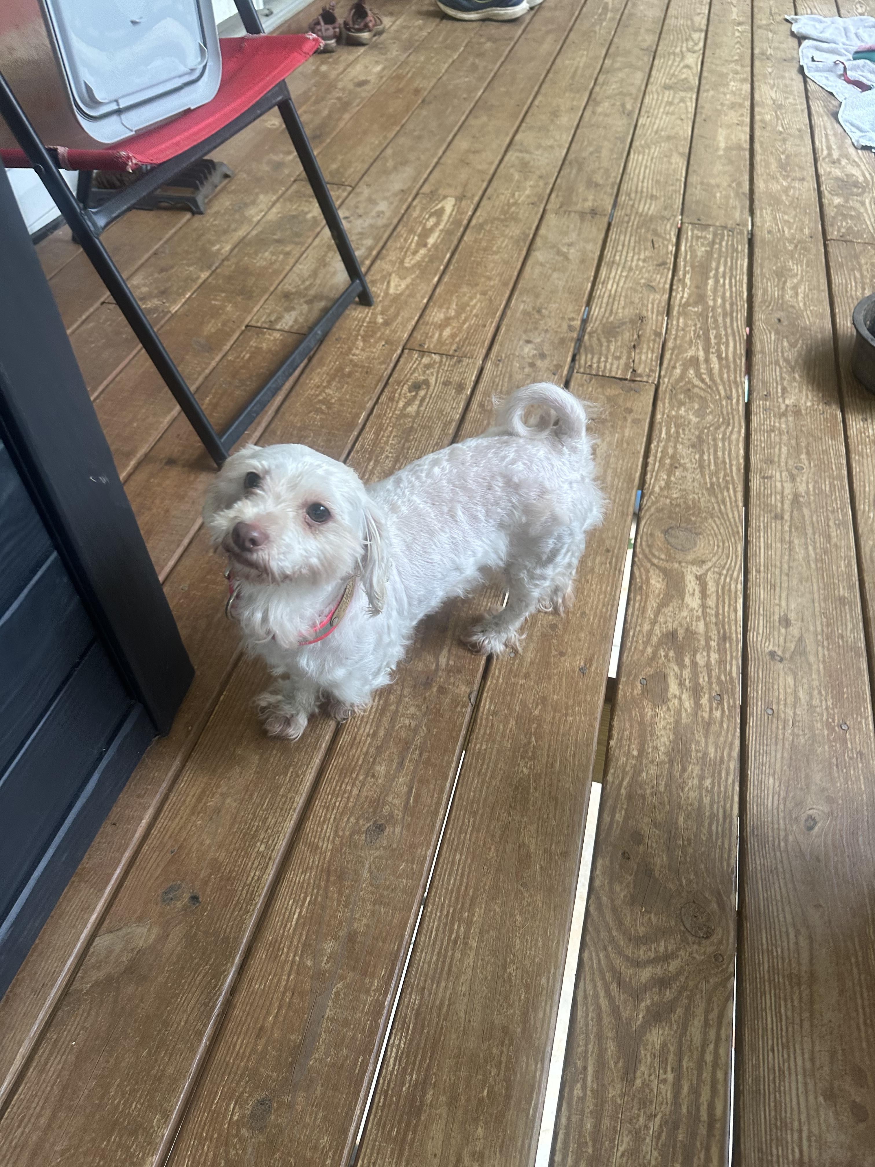 Enlarge Willow, a Adopted mixed breed in Martin, GA image 5/5