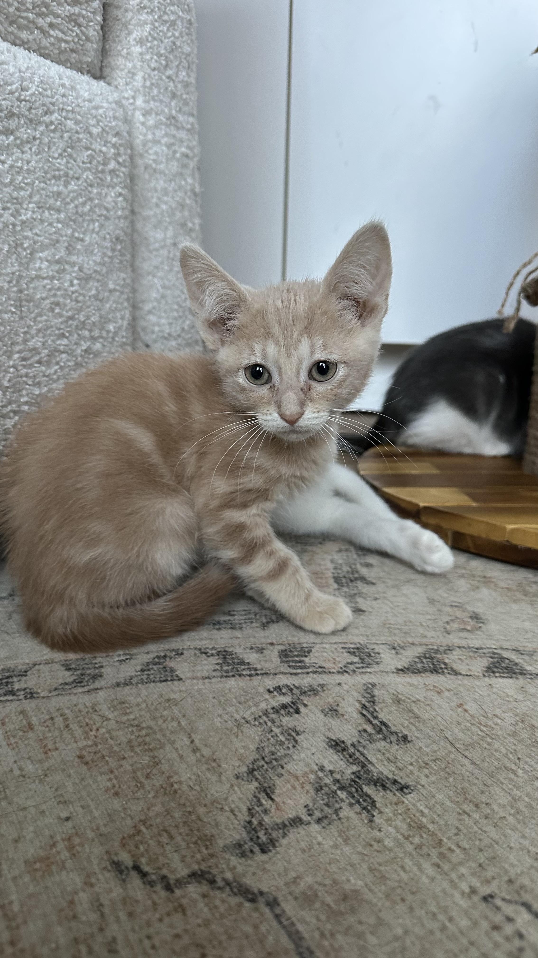 Tomato, Adoptable, Kitten Male Domestic Medium Hair.